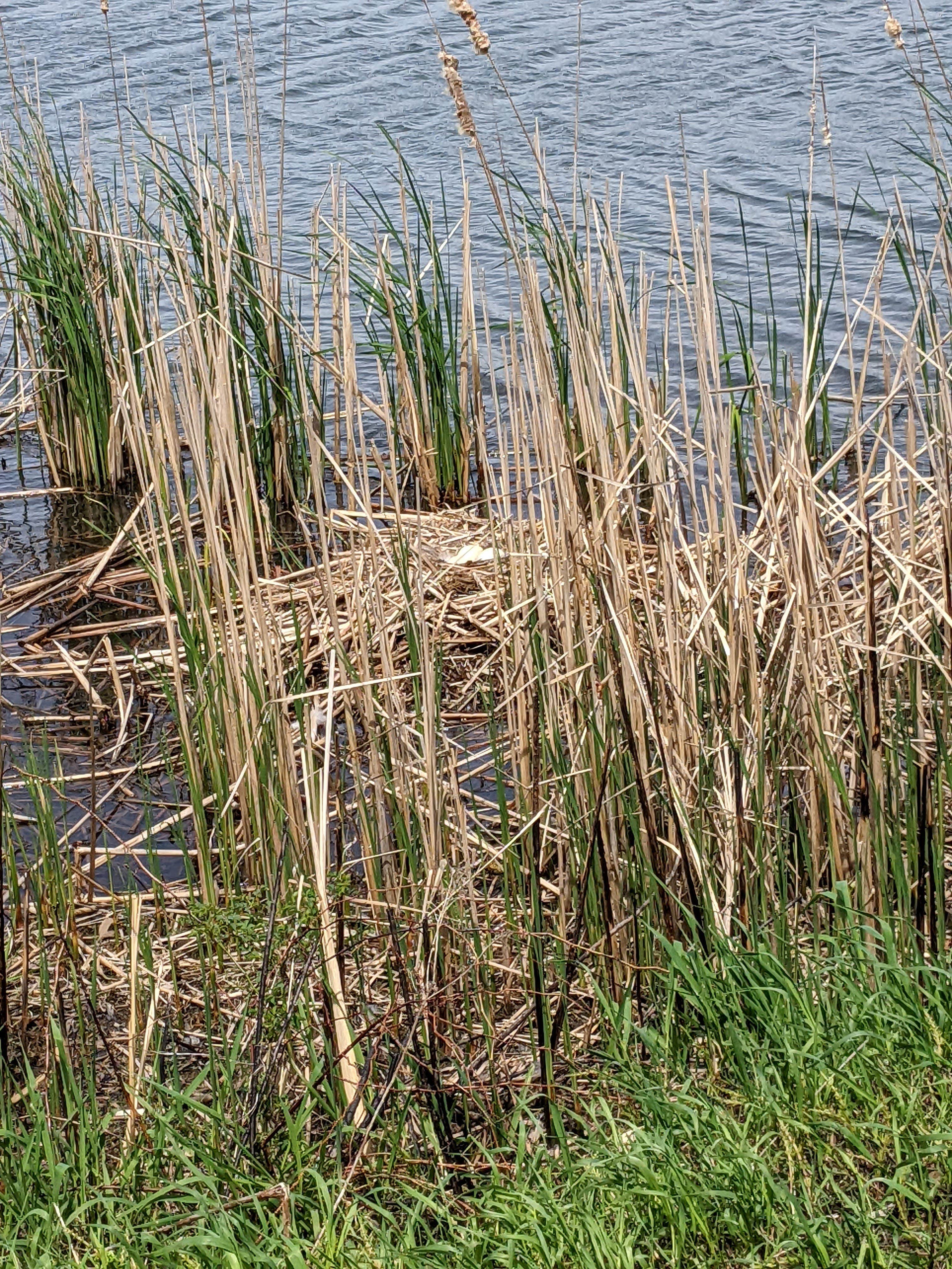 Camper-submitted photo at Frakers Grove Farm near Princeville, IL