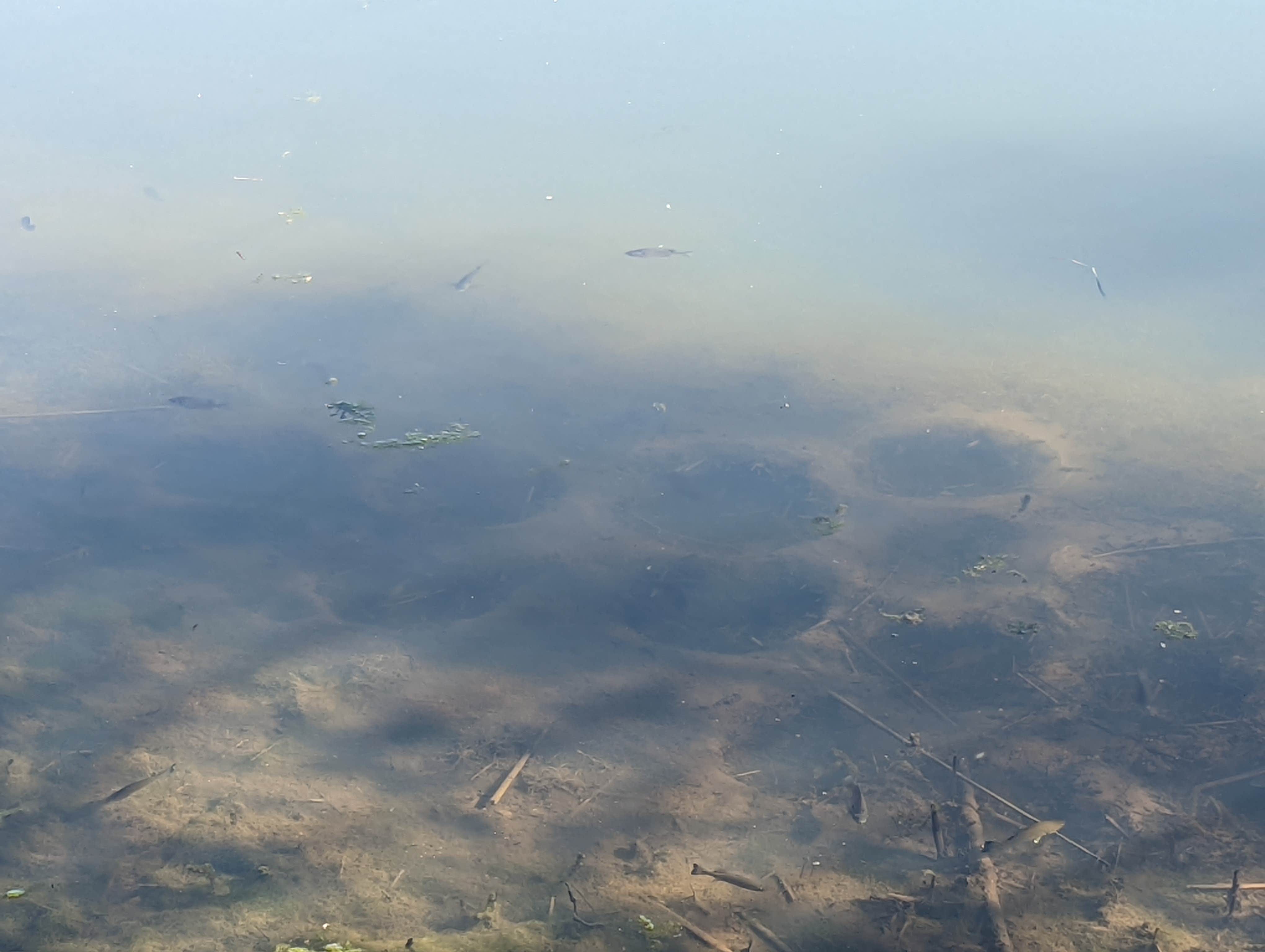 Camper-submitted photo at Frakers Grove Farm near Princeville, IL