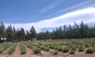 Camping near Wyeth Campground at the Deschutes River: Patience Lavender Farm, La Pine, Oregon