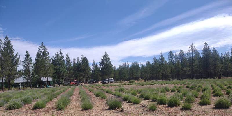Camper submitted image from Patience Lavender Farm