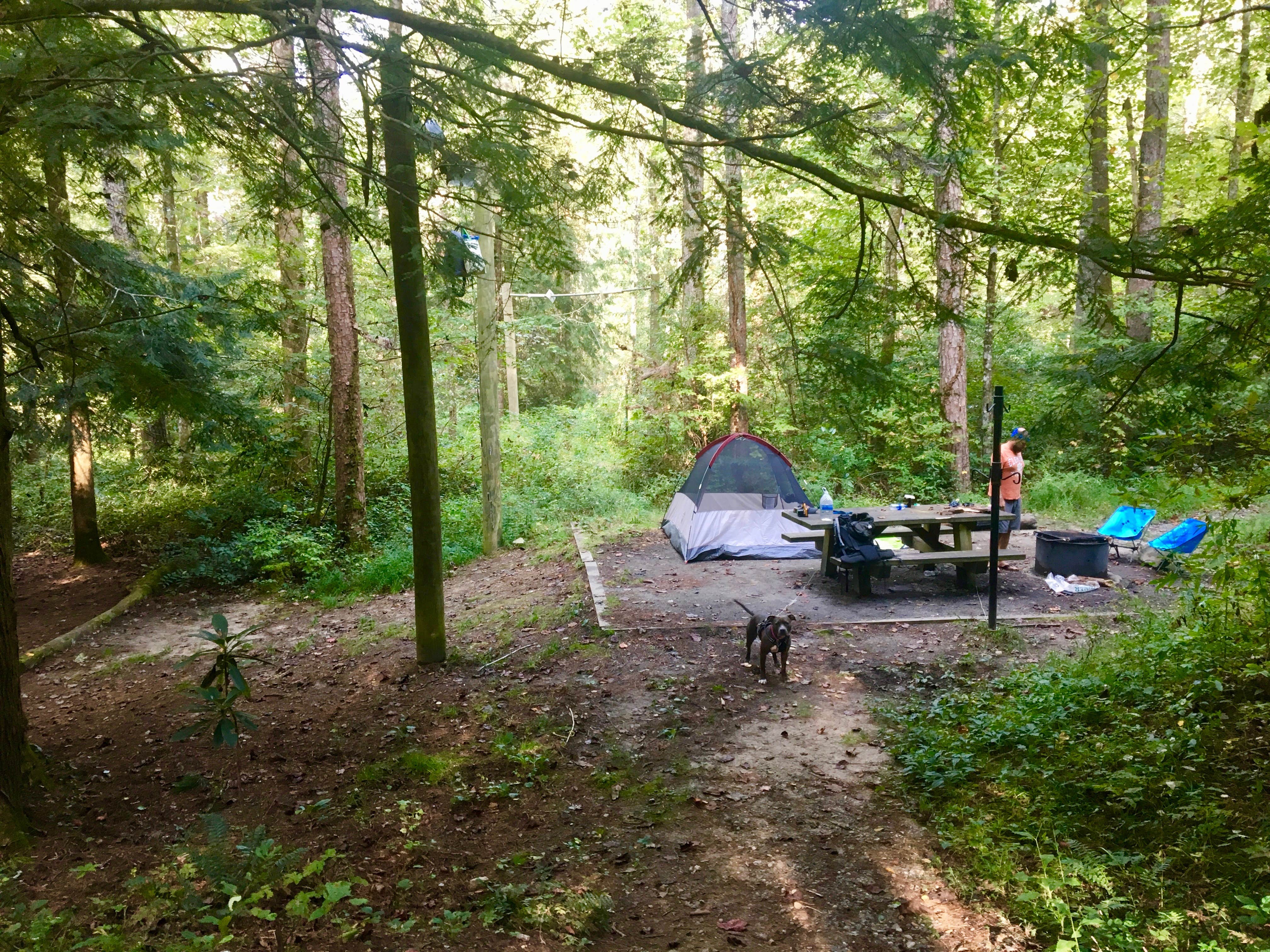 Andrea B.'s photo of tent camping at Burrells Ford near Balsam Grove, NC