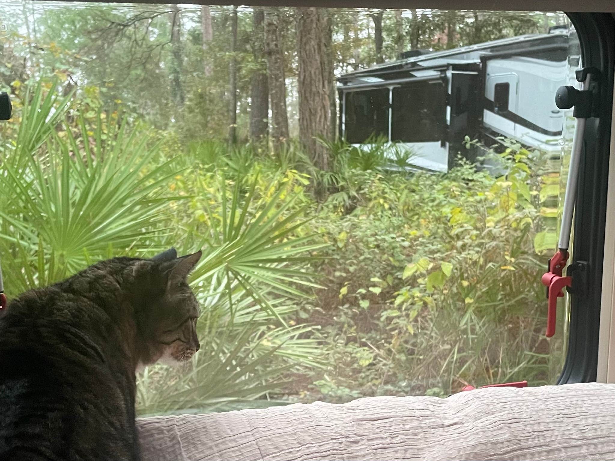 Elizabeth W.'s photo of camping with pets at Stephen C. Foster State Park Campground near Fargo, GA