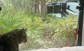 Elizabeth W.'s photo of camping with pets at Stephen C. Foster State Park Campground near Waycross, GA
