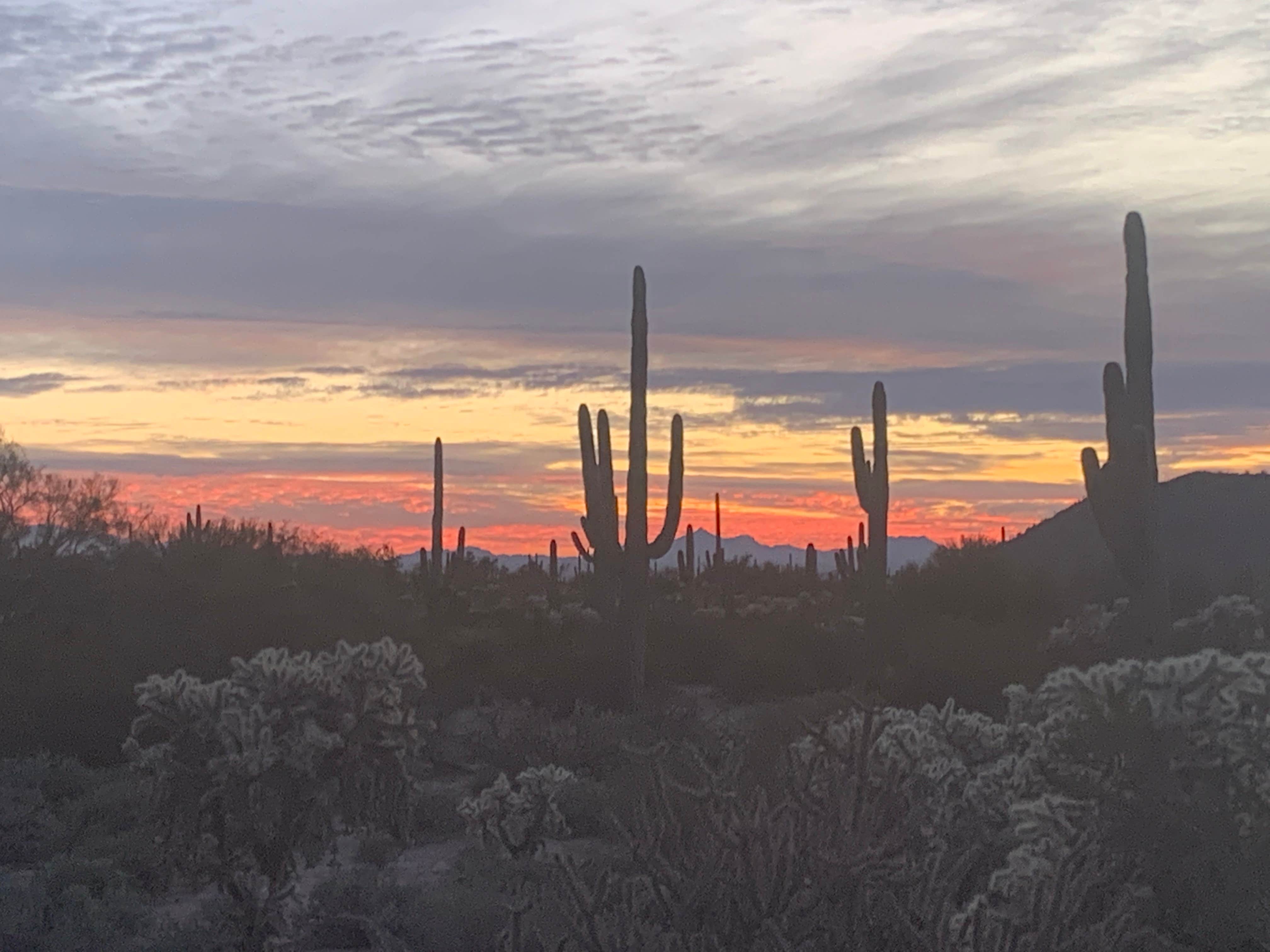 Camper submitted image from Pima County Fairgrounds RV Park - 4