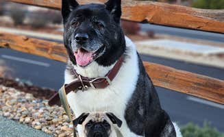 Raven P.'s photo of camping with pets at Jackson Rancheria RV Park near Valley Springs, CA