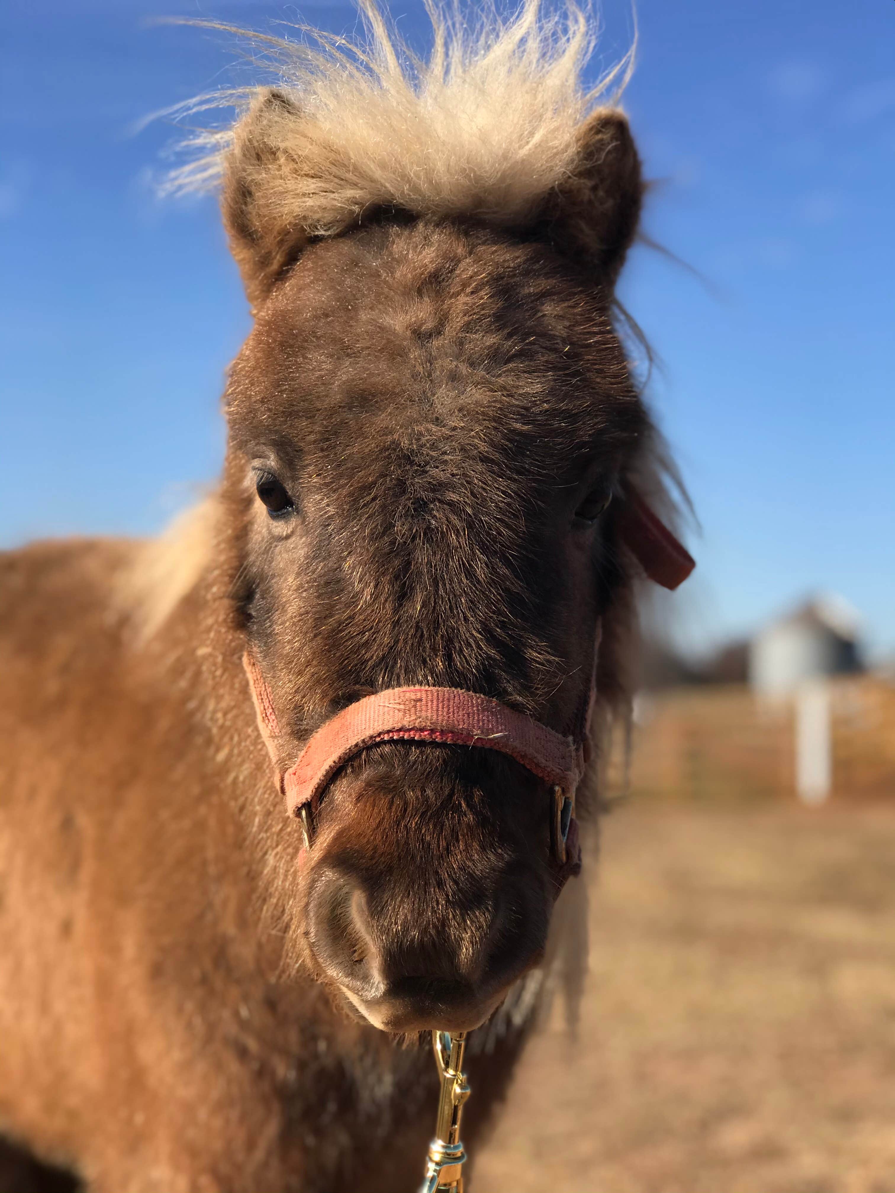 Camper-submitted photo at Liberty Stables near Monroe, GA