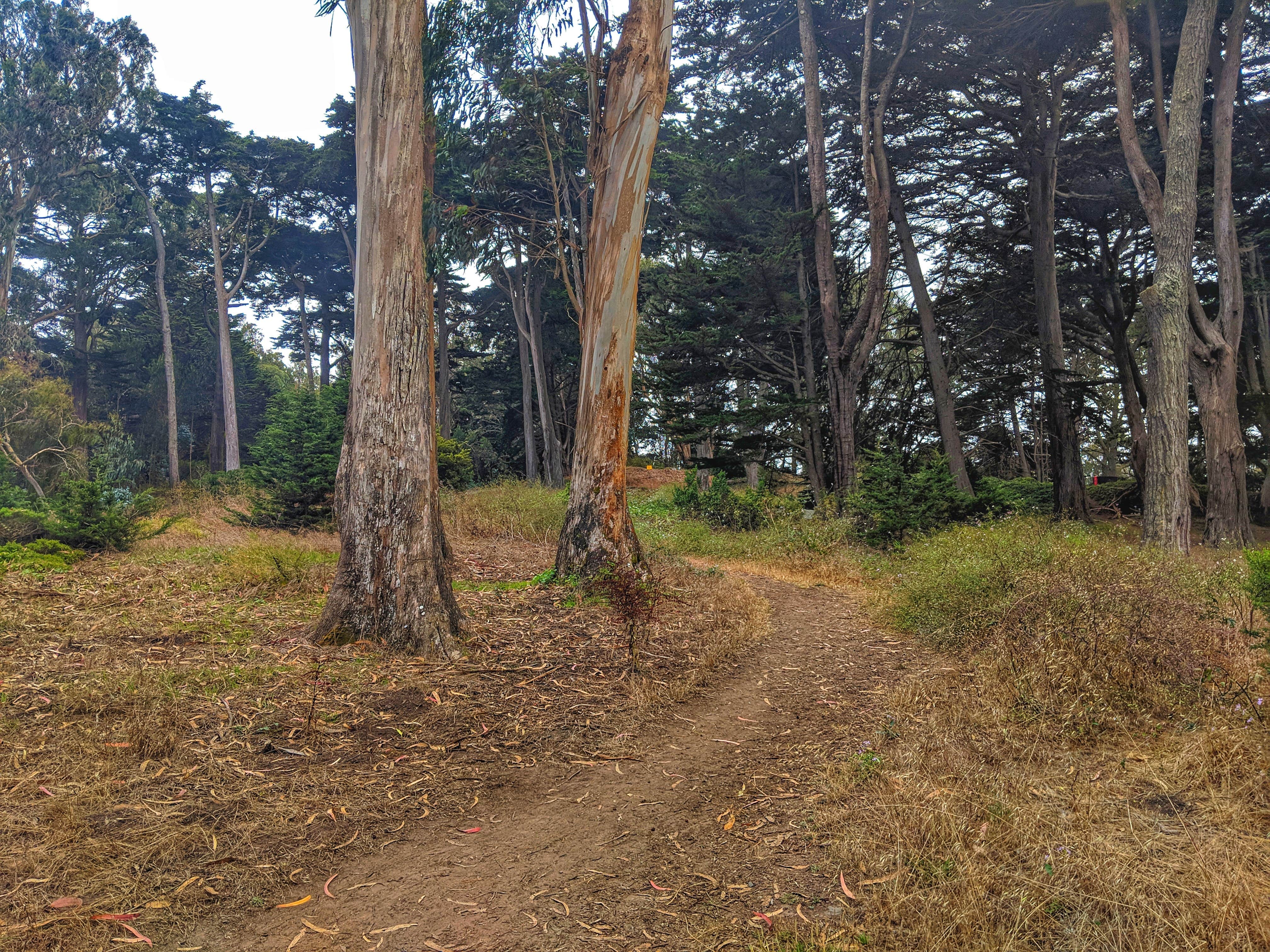 Camper-submitted photo at Rob Hill Campground near Daly City, CA