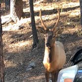 Review photo of Hualapai Mountain Park by Ashley E., September 24, 2018