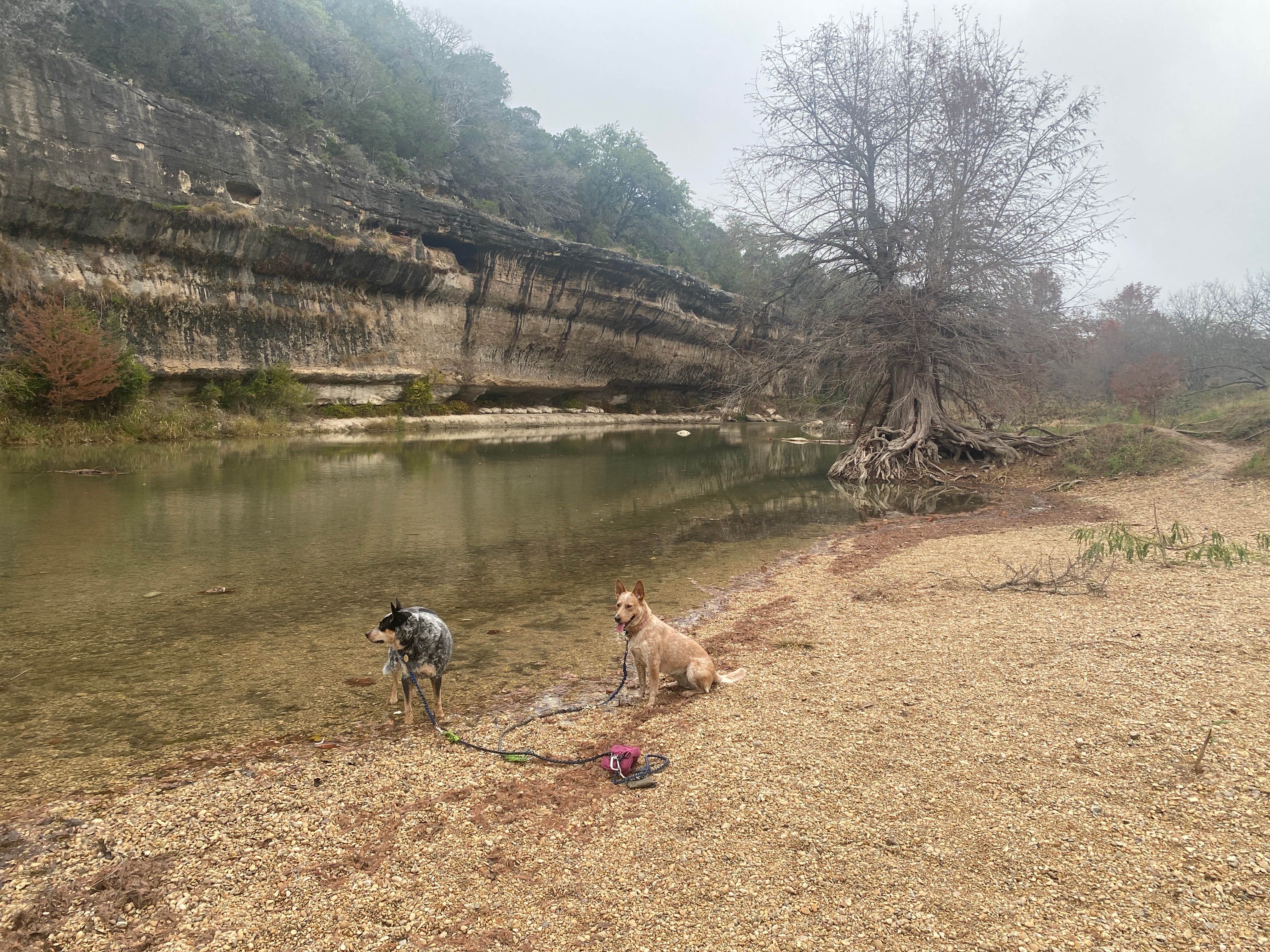 Shelly S.'s photo of camping with pets at Cedar Sage Camping Area — Guadalupe River State Park near Canyon Lake