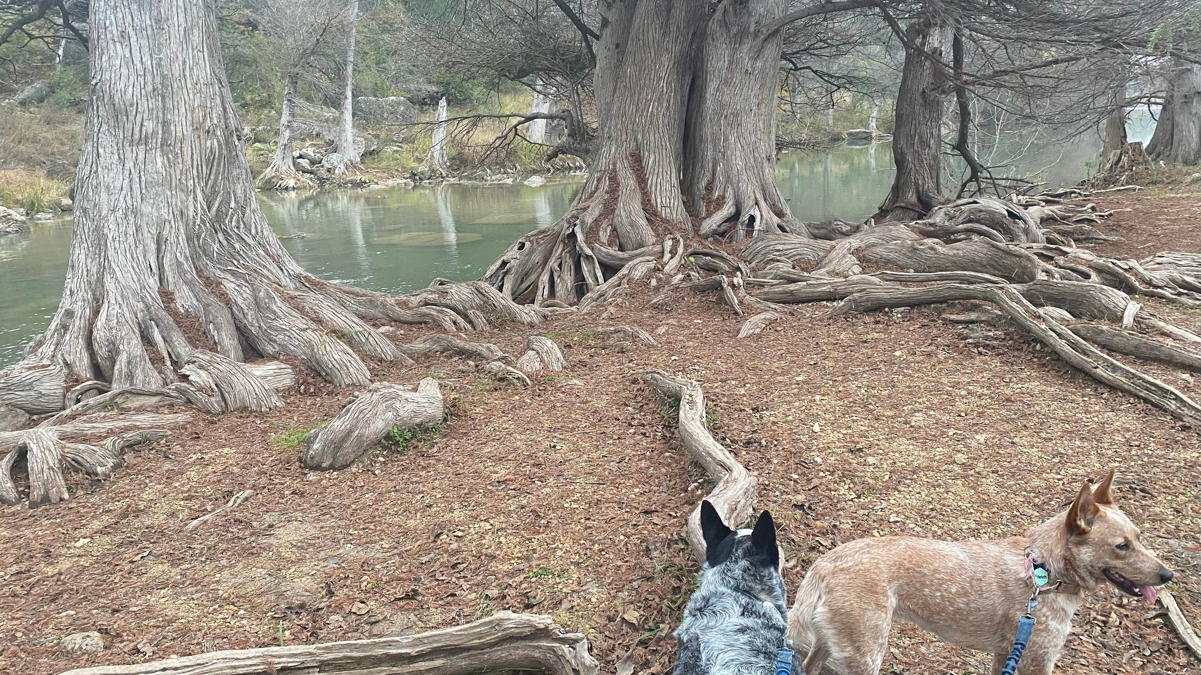 Camper submitted image from Cedar Sage Camping Area — Guadalupe River State Park - 5