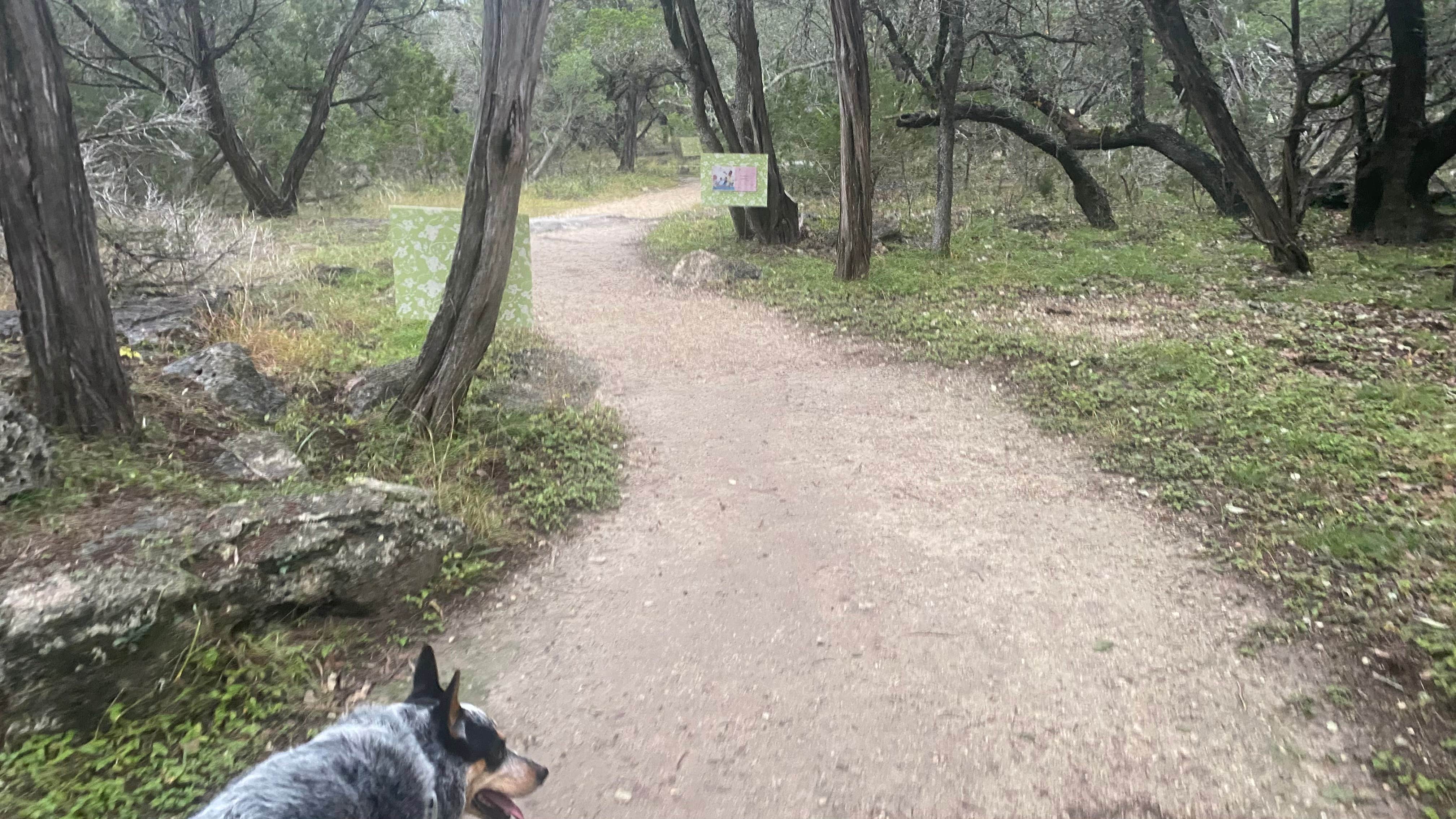 Shelly S.'s photo of camping with pets at Cedar Sage Camping Area — Guadalupe River State Park near Shavano Park, TX