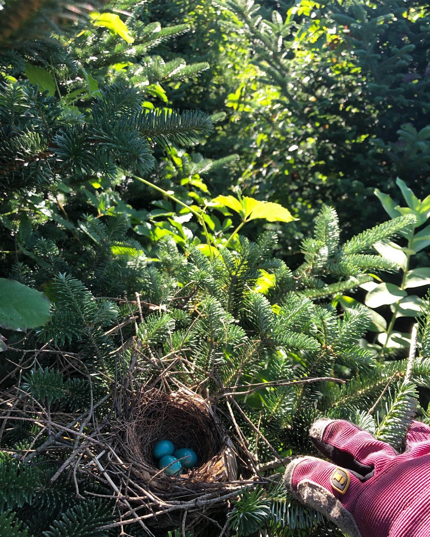 Camper-submitted photo at Last Creek Kayak Site near Tofte, MN