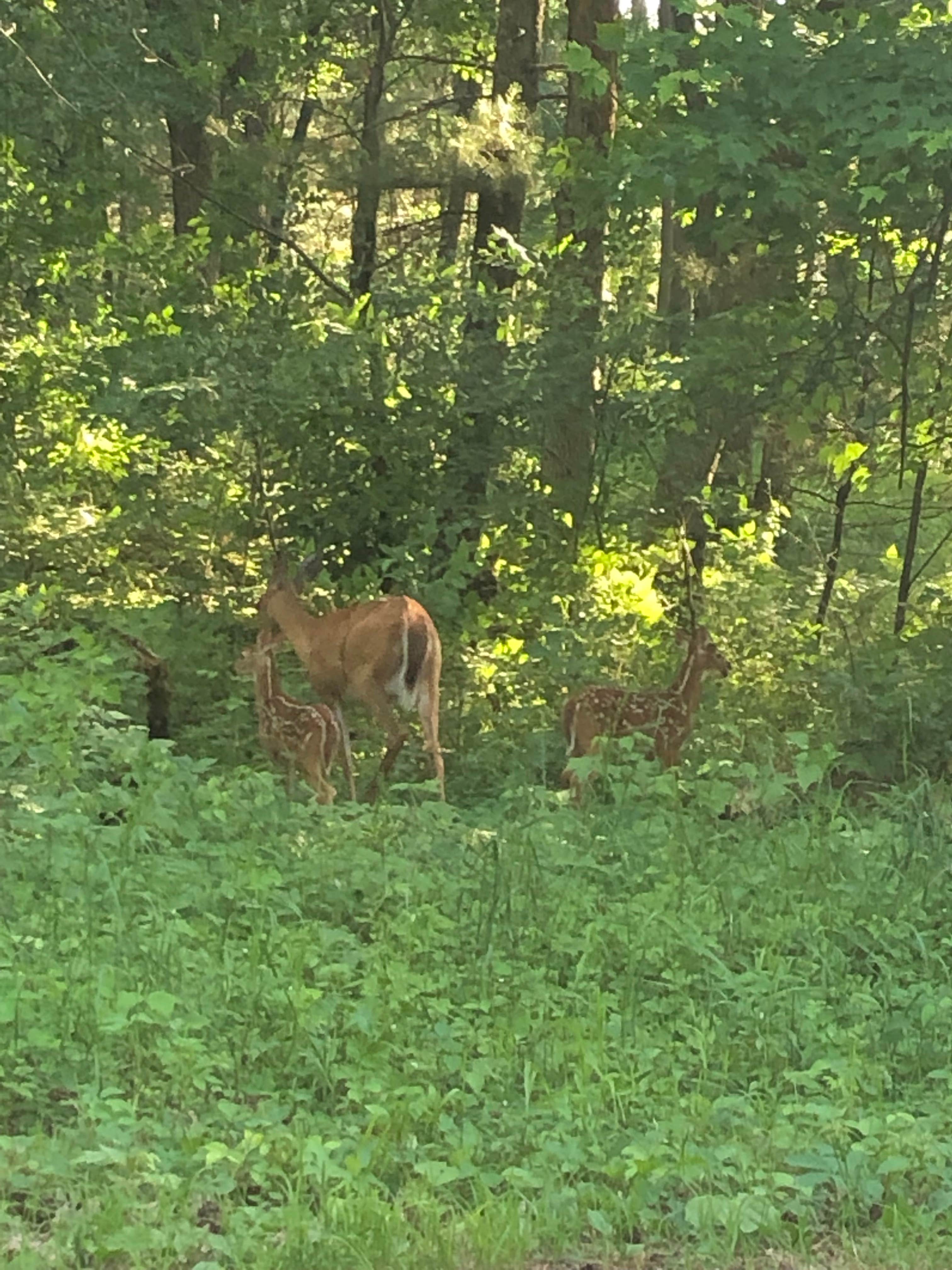 Camper-submitted photo at Last Creek Kayak Site near Tofte, MN