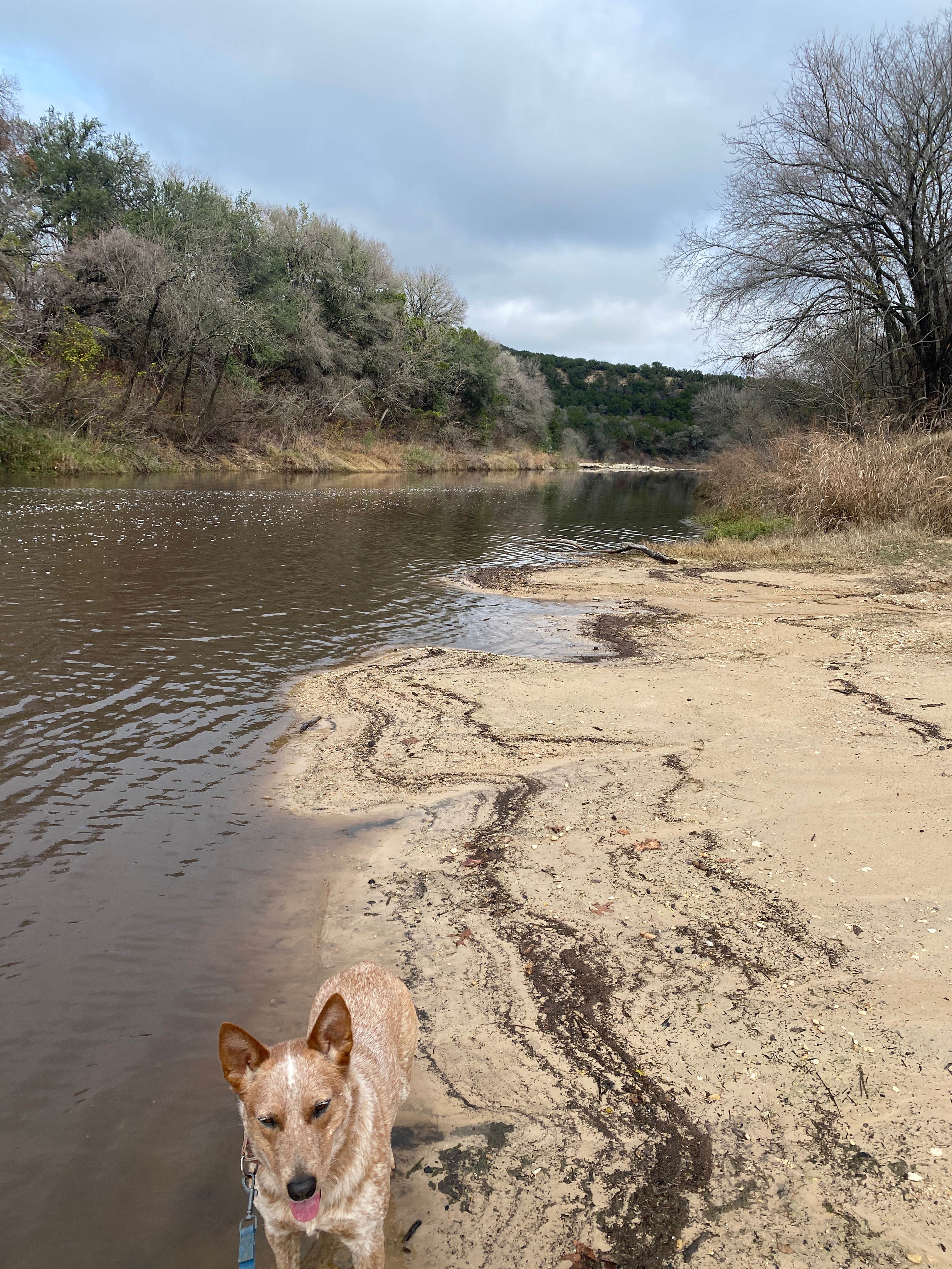 Shelly S.'s photo of camping with pets at Dinosaur Valley State Park Campground near Glen Rose, TX