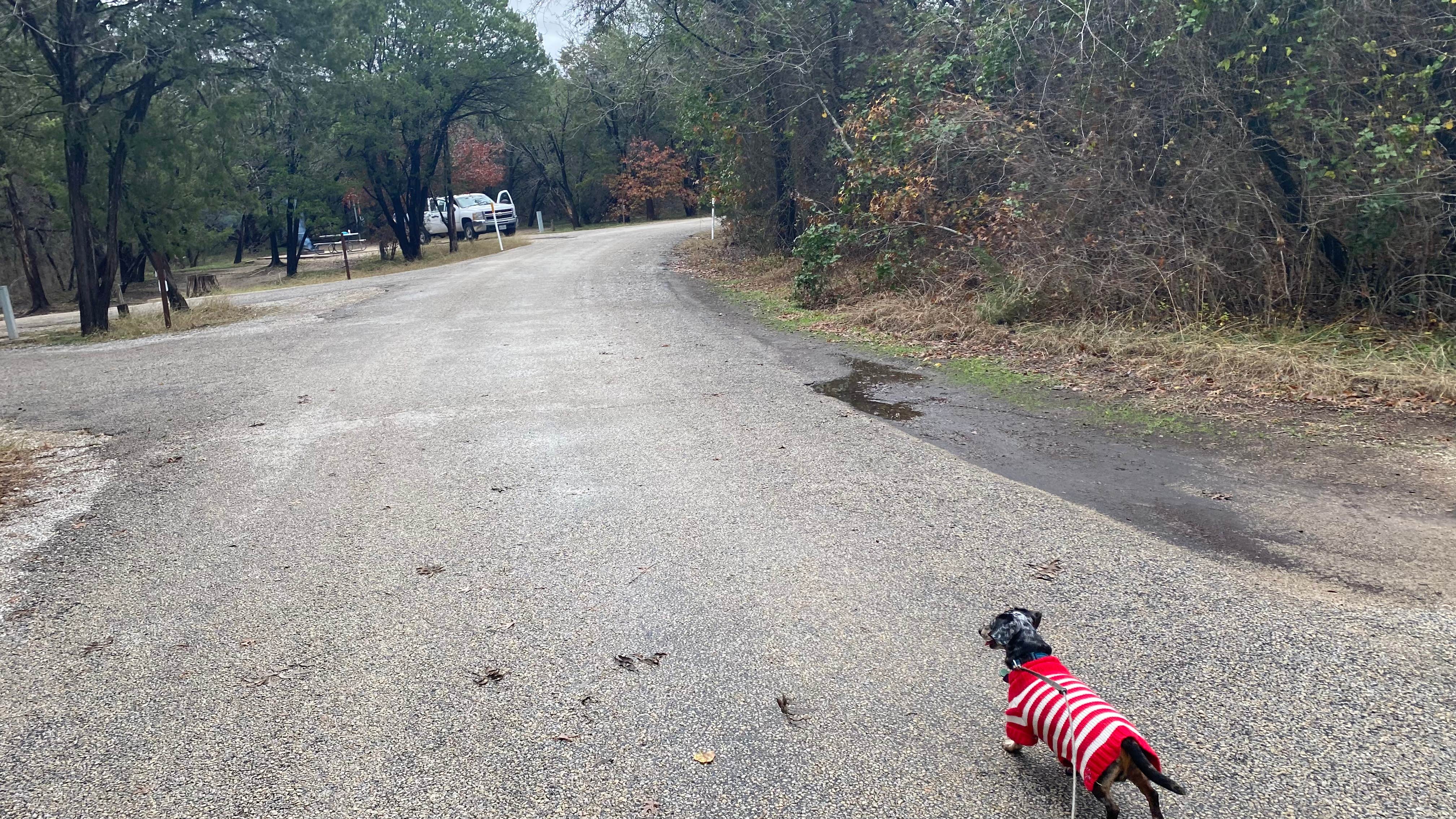 Shelly S.'s photo of camping with pets at Dinosaur Valley State Park Campground near Weatherford, TX