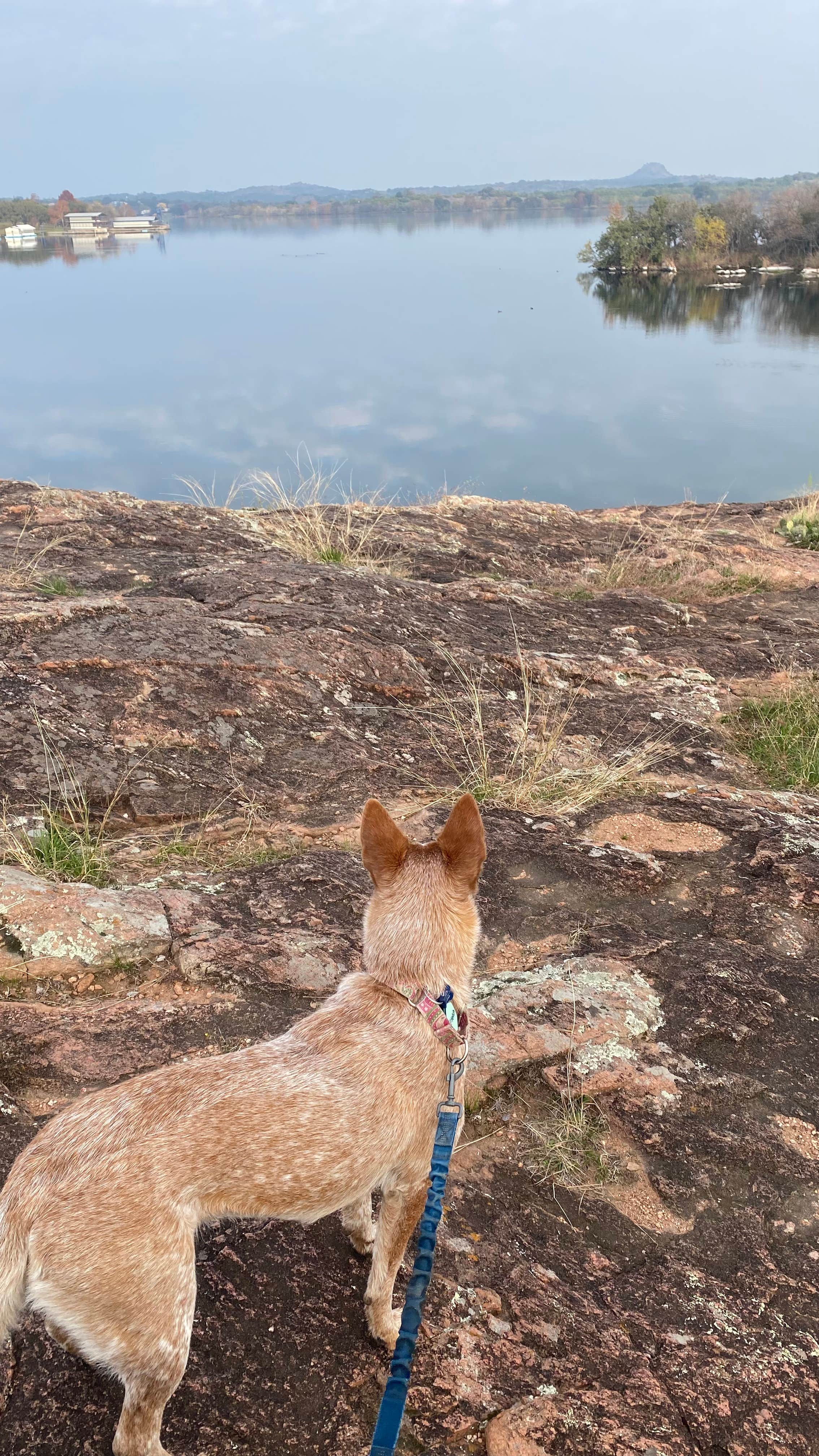 Shelly S.'s photo of camping with pets at Inks Lake State Park Campground near Castell, TX