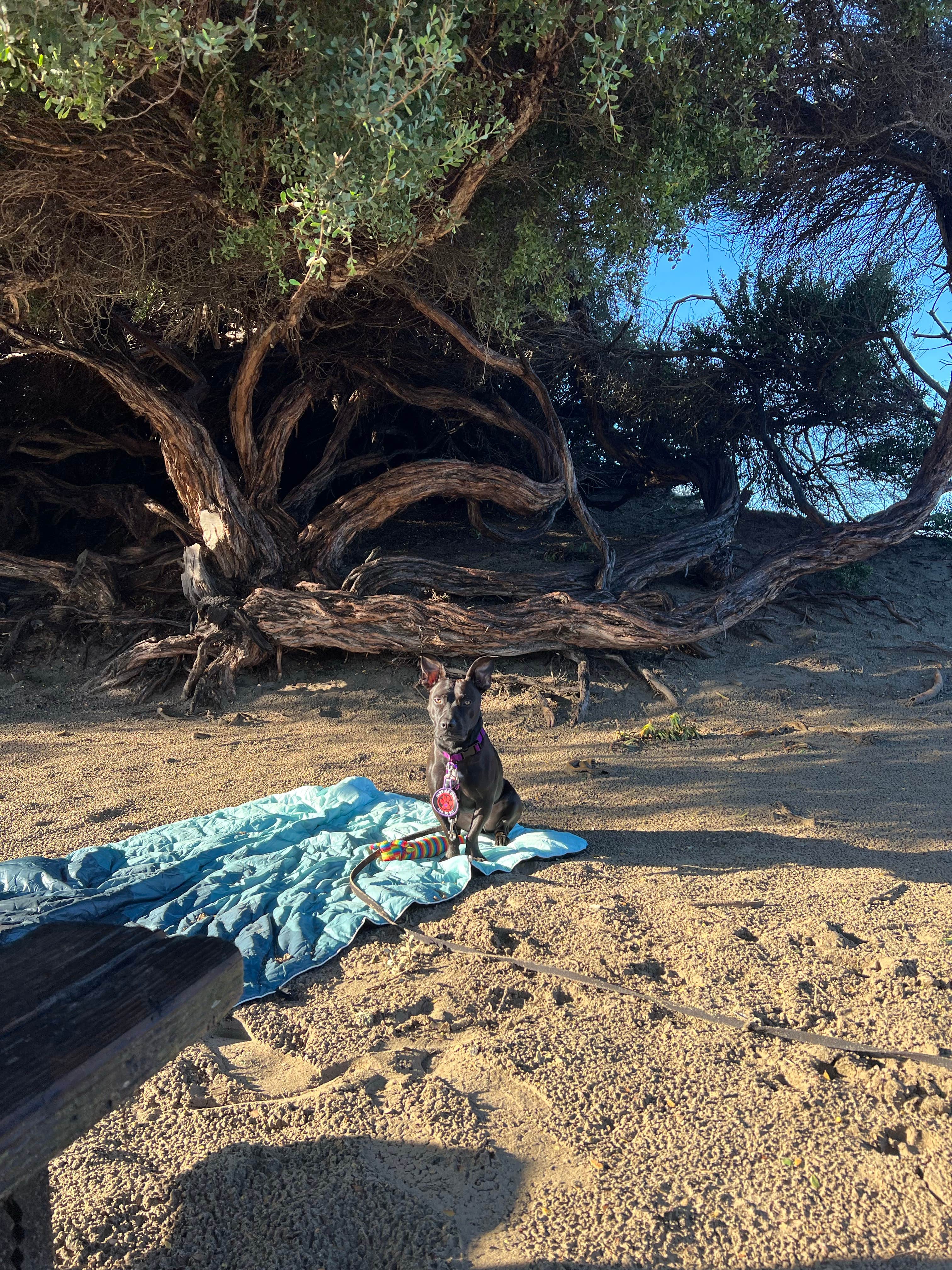 Care B.'s photo of camping with pets at Morro Strand State Beach Campground near Cambria, CA