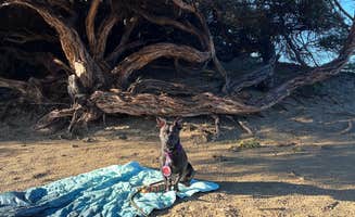 Care B.'s photo of camping with pets at Morro Strand State Beach Campground near Paso Robles, CA