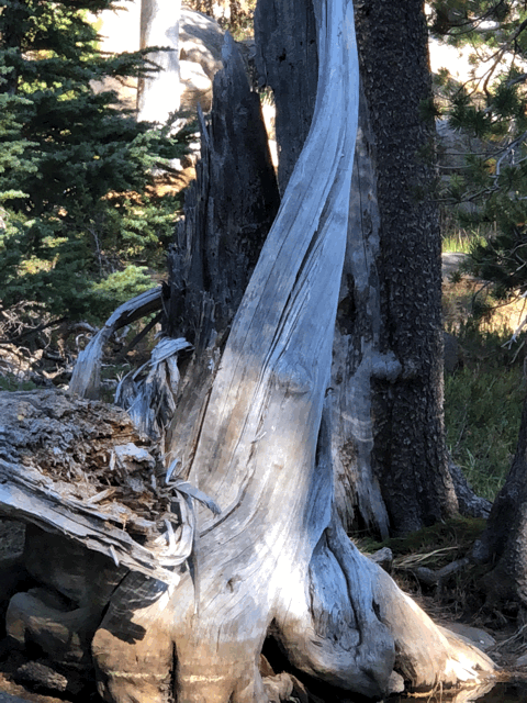 Camper-submitted photo at Woods Lake Campground near Placerville, CO