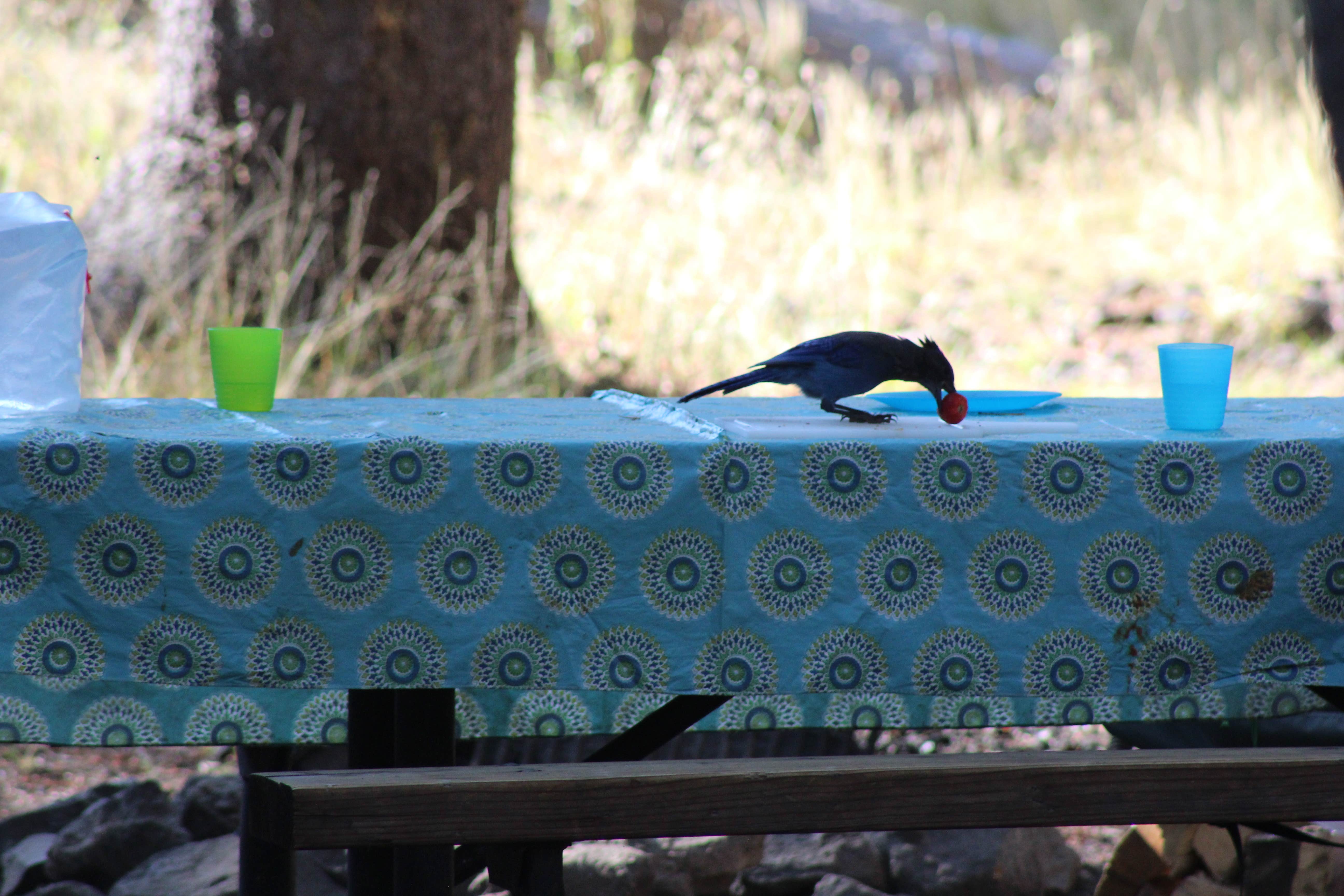 Camping near Caddis Flats: Woods Lake Campground, Placerville, Colorado