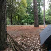 Review photo of Martin Dies, Jr. State Park Campground by Scott B., September 24, 2018