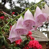 Review photo of Manchester Beach / Mendocino Coast KOA by Kade H., September 25, 2018