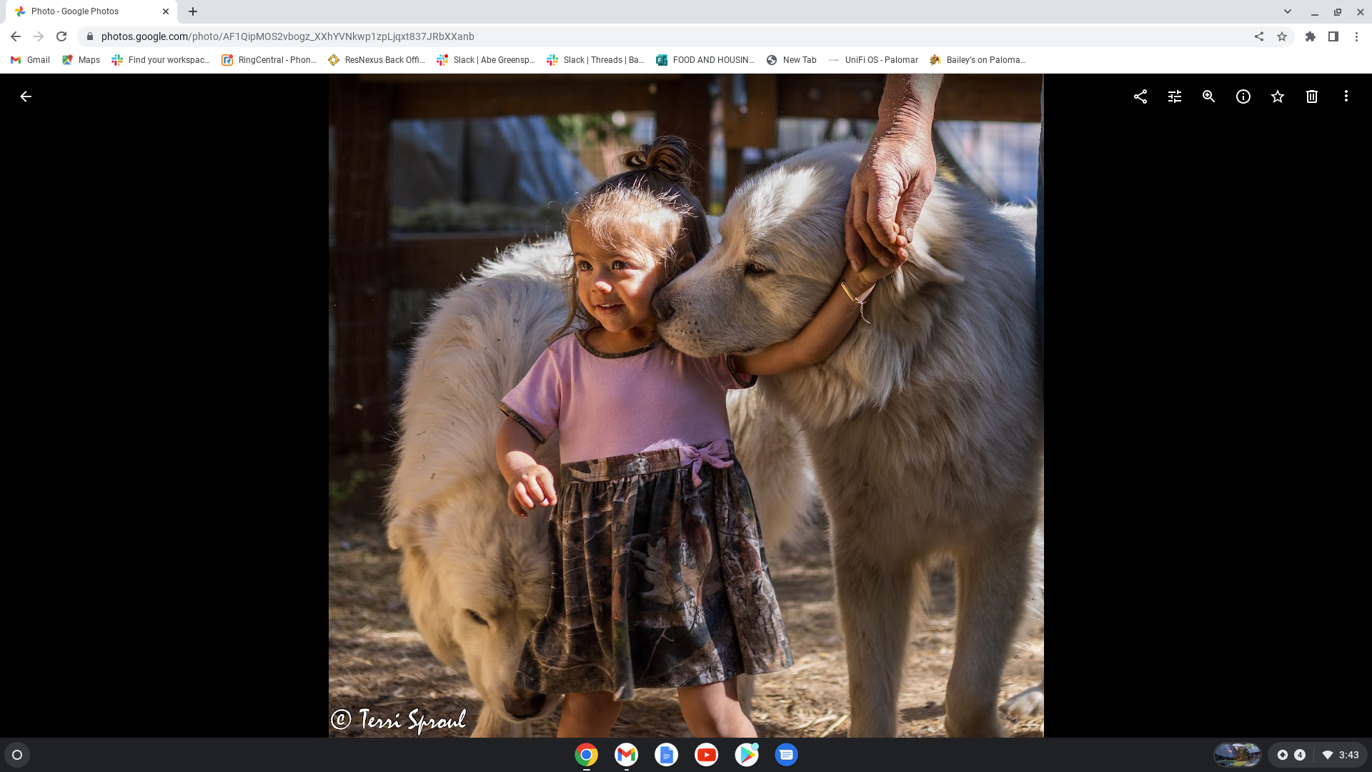 Tom M.'s photo of camping with pets at Baileys on Palomar near Cleveland National Forest