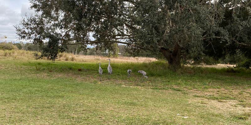 Camper submitted image from Hideout at The Green Swamp!