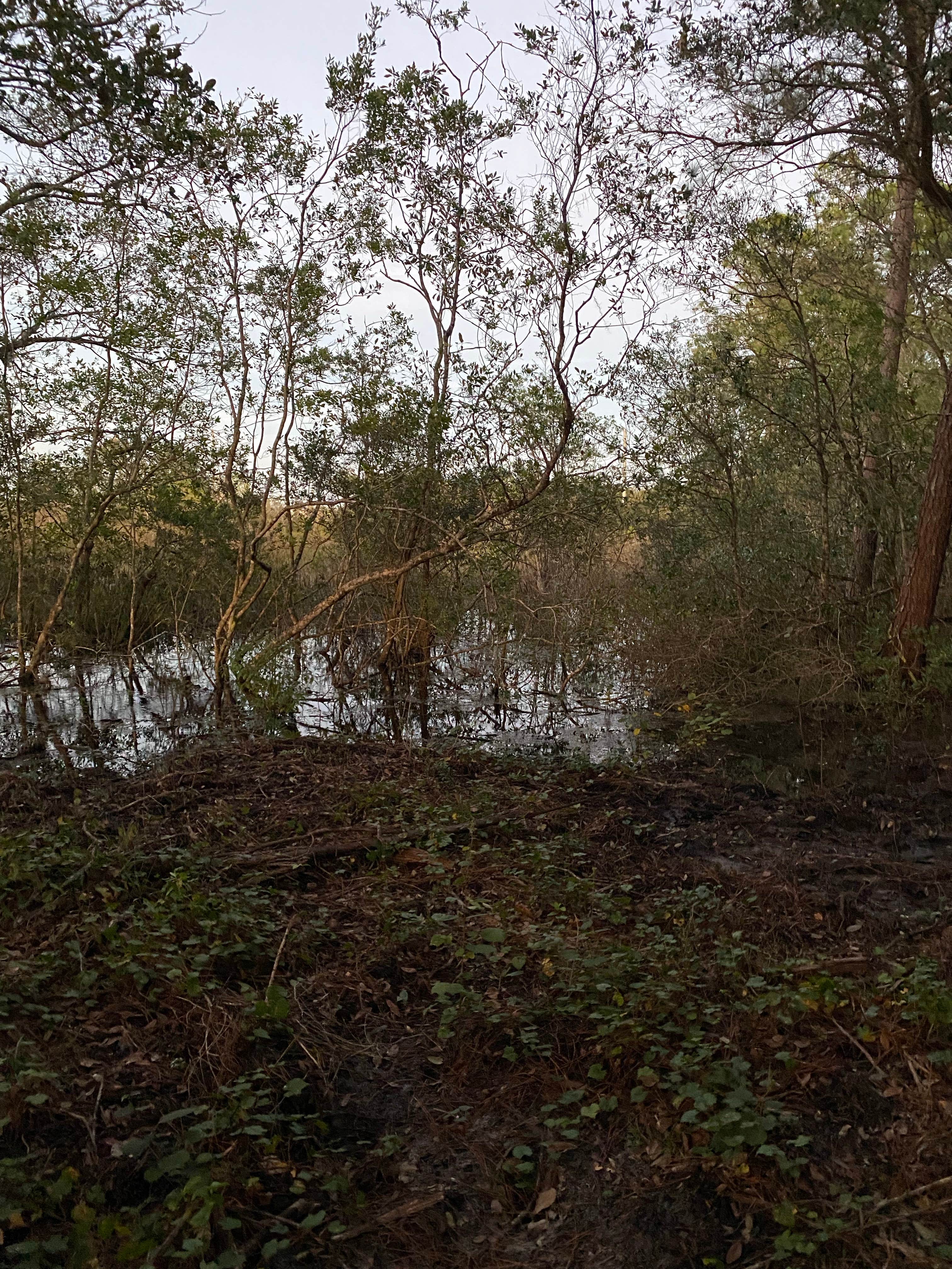 Camper submitted image from Hideout at The Green Swamp! - 5