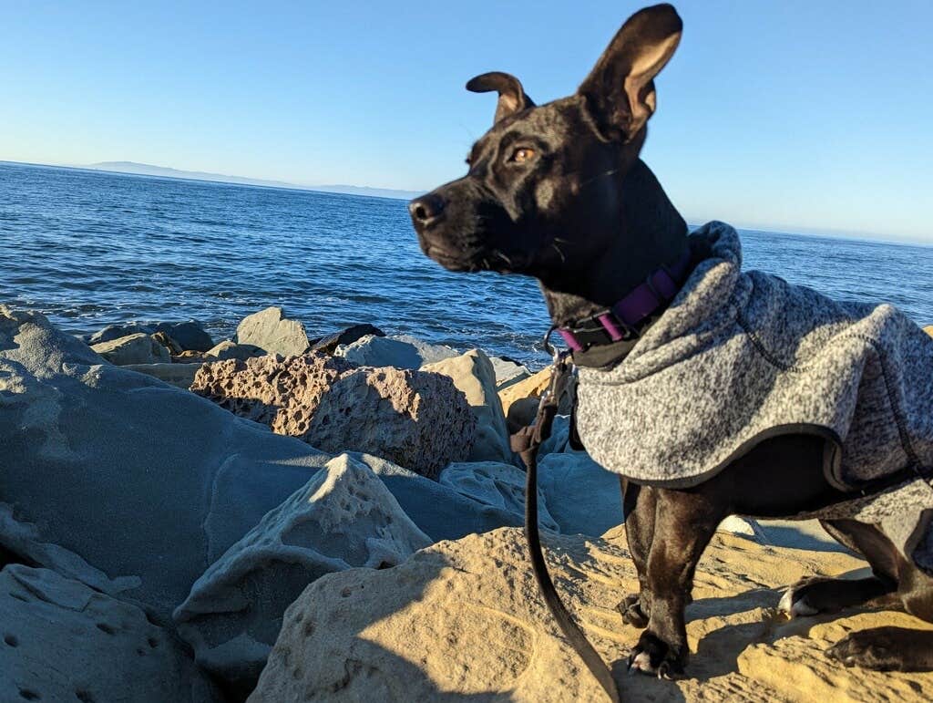 Care B.'s photo of camping with pets at Faria Beach Park near Santa Barbara, CA