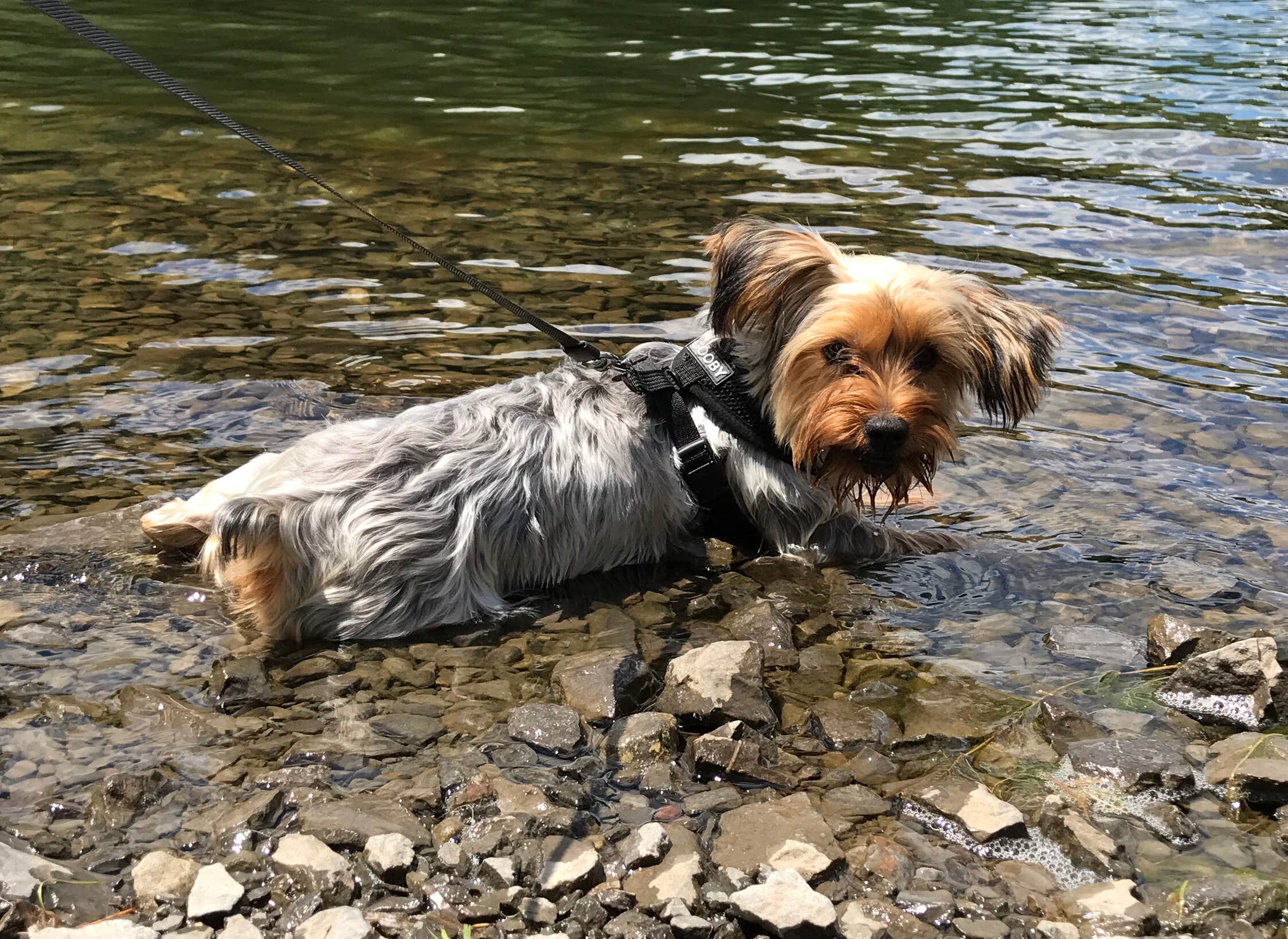 Kelly J.'s photo of camping with pets at Lakeview Camping Area — Fair Haven Beach State Park near Lacona, NY