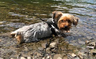 Kelly J.'s photo of camping with pets at Lakeview Camping Area — Fair Haven Beach State Park near Baldwinsville, NY
