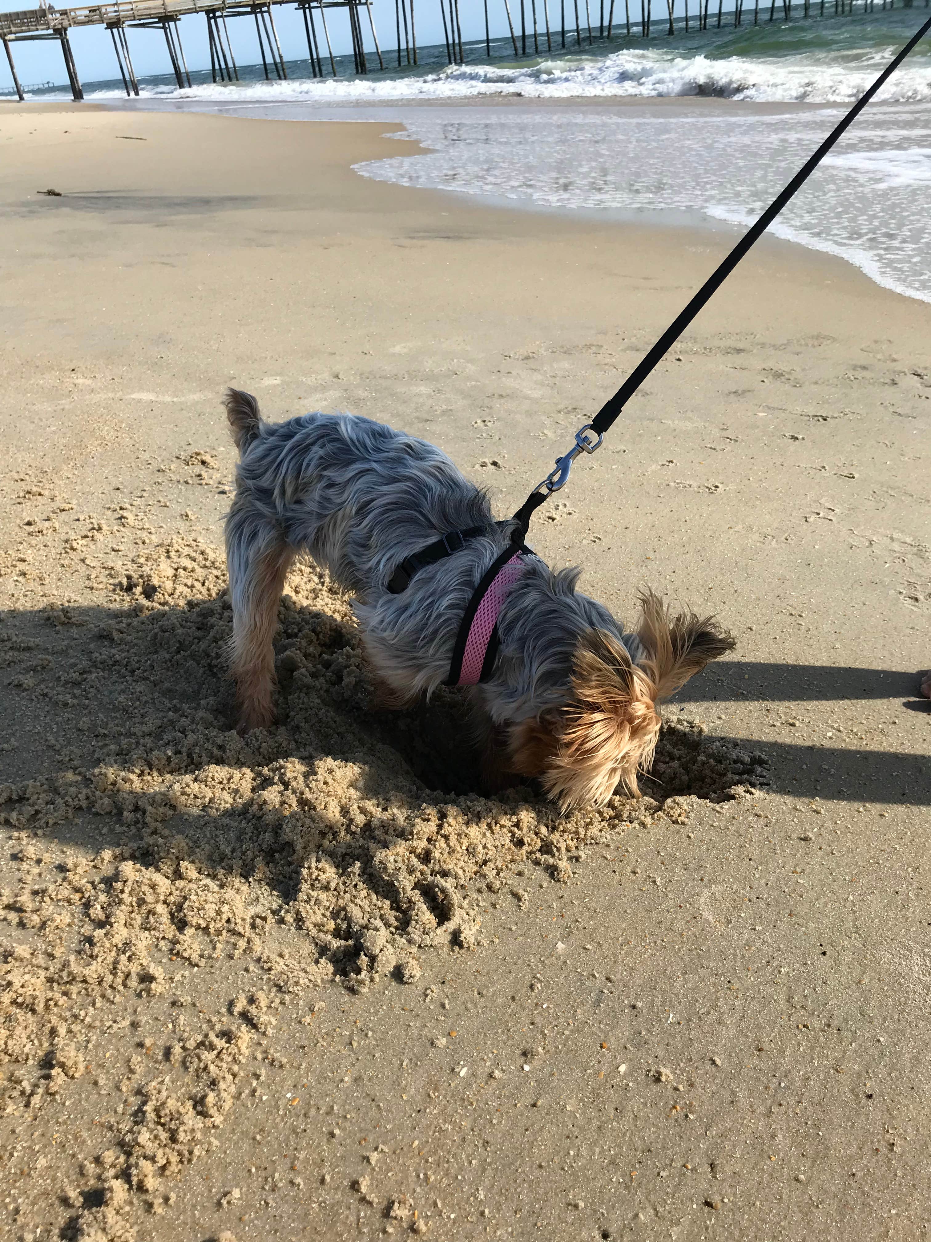 Camper-submitted photo at Lakeview Camping Area — Fair Haven Beach State Park near Sodus Point, NY