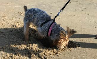 Kelly J.'s photo of camping with pets at Lakeview Camping Area — Fair Haven Beach State Park near Canandaigua, NY