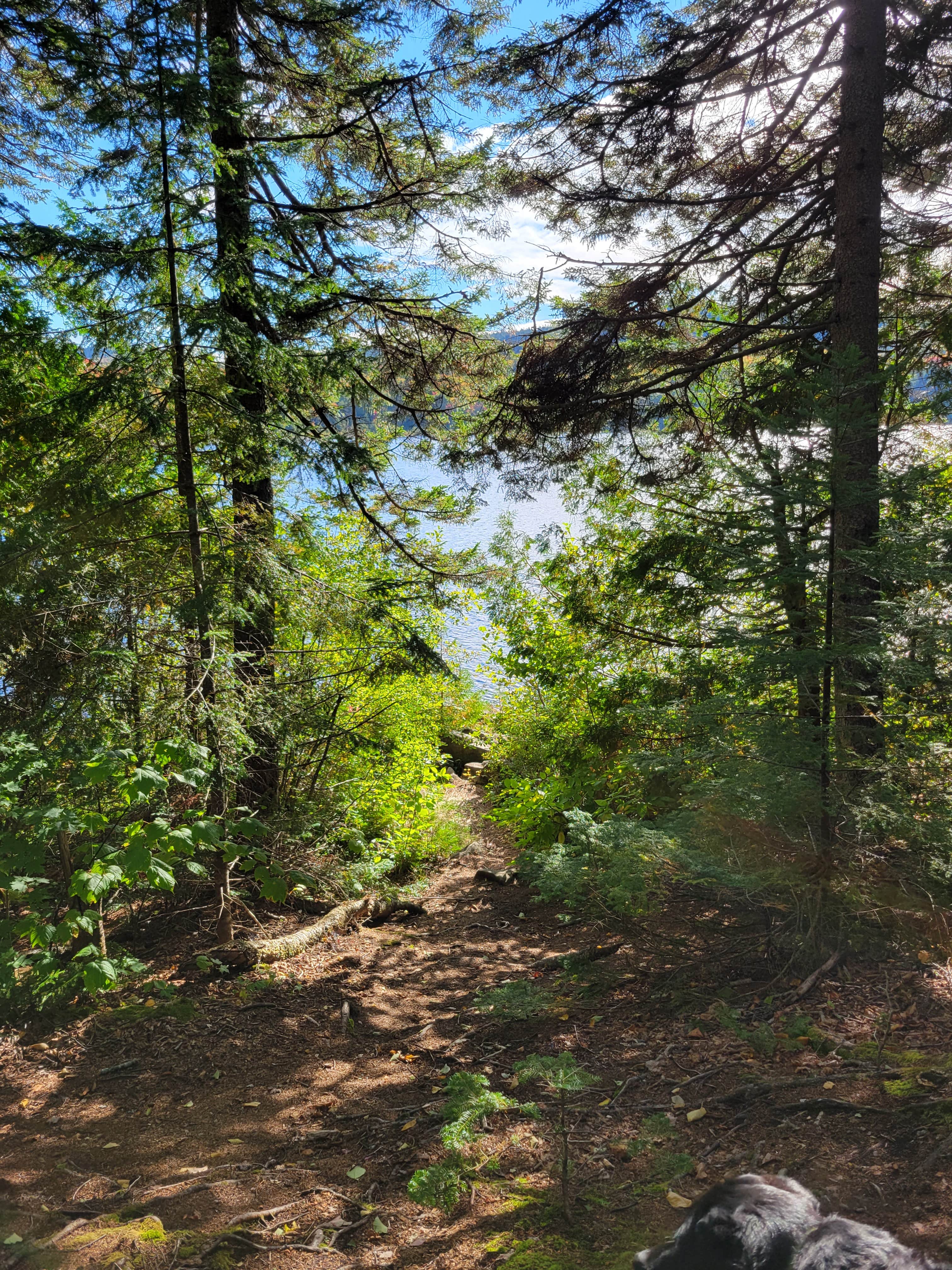 Nancy W.'s photo of camping with pets at Big Moose Pond Campsite near Willimantic, ME