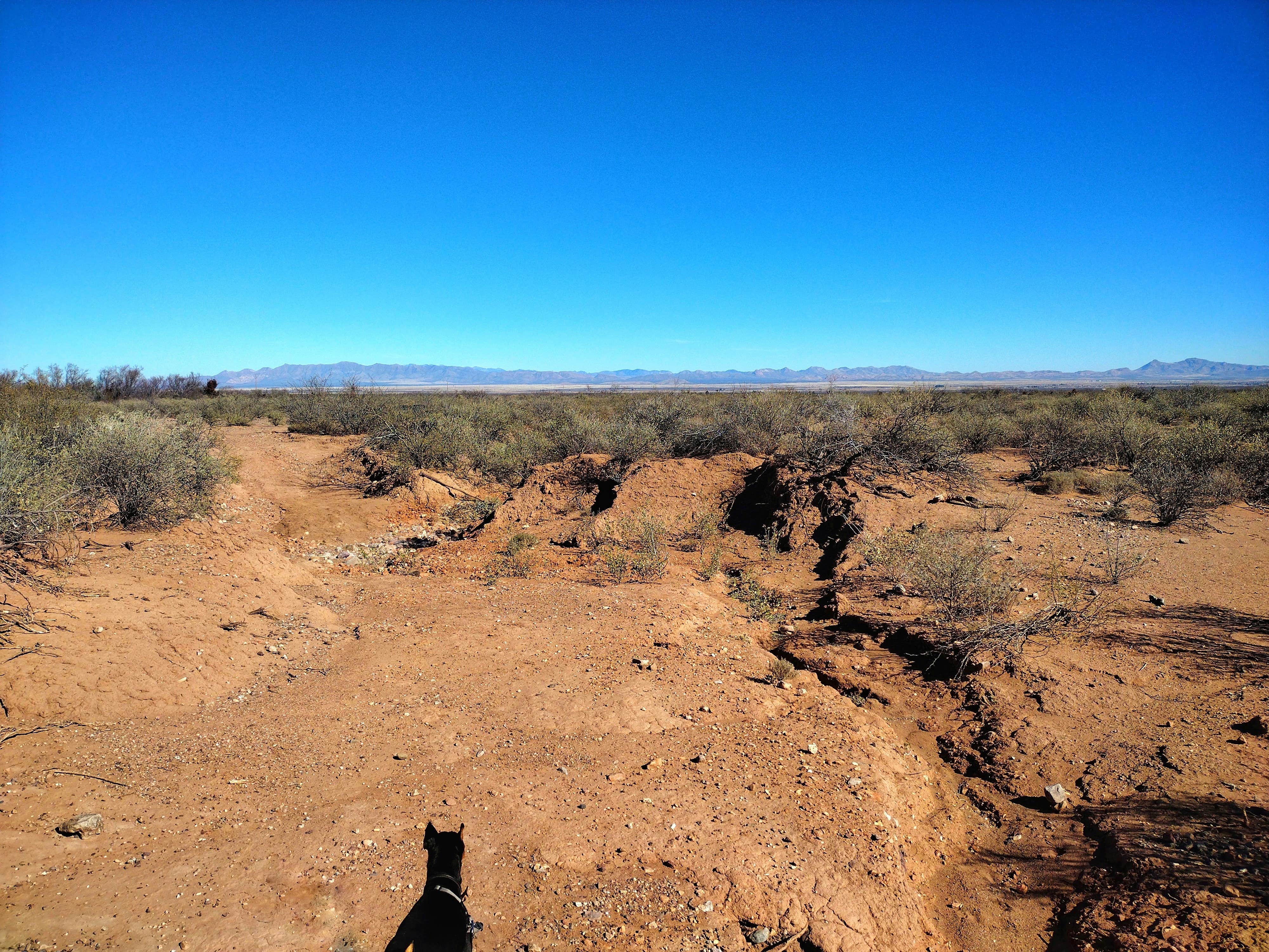 Rob D.'s photo of camping with pets at Desert Oasis Campground near Tombstone, AZ