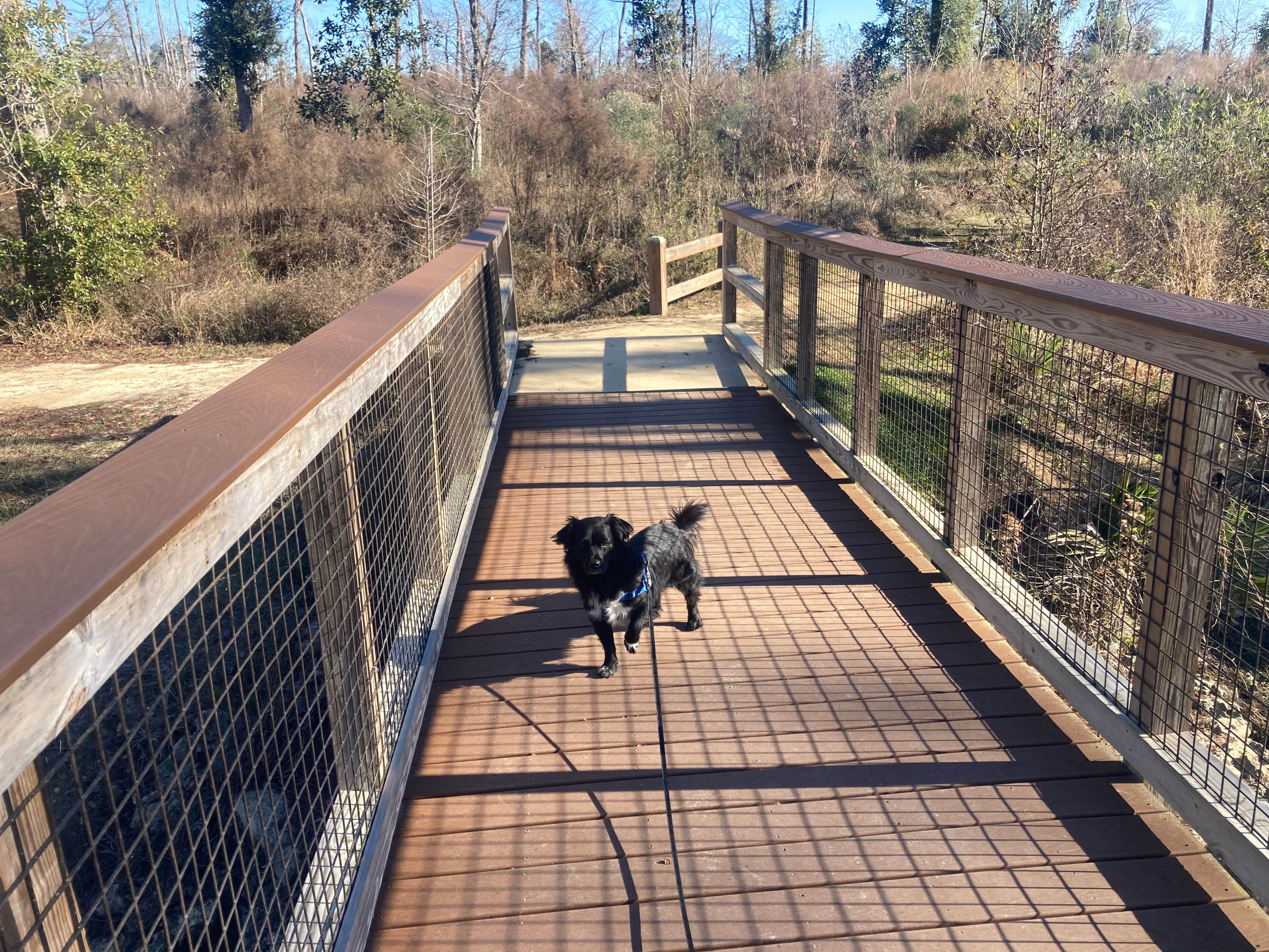 Kevin H.'s photo of camping with pets at Blue Hole Campground — Florida Caverns State Park near Dothan, AL