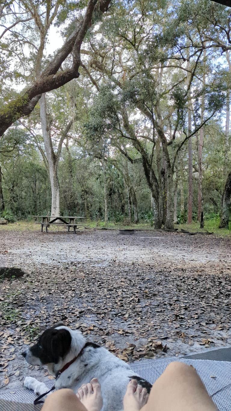 James G.'s photo of camping with pets at Hillsborough River State Park Campground near Lamont, FL