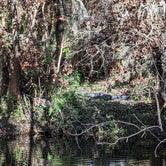 Review photo of Hillsborough River State Park Campground by James G., December 28, 2022