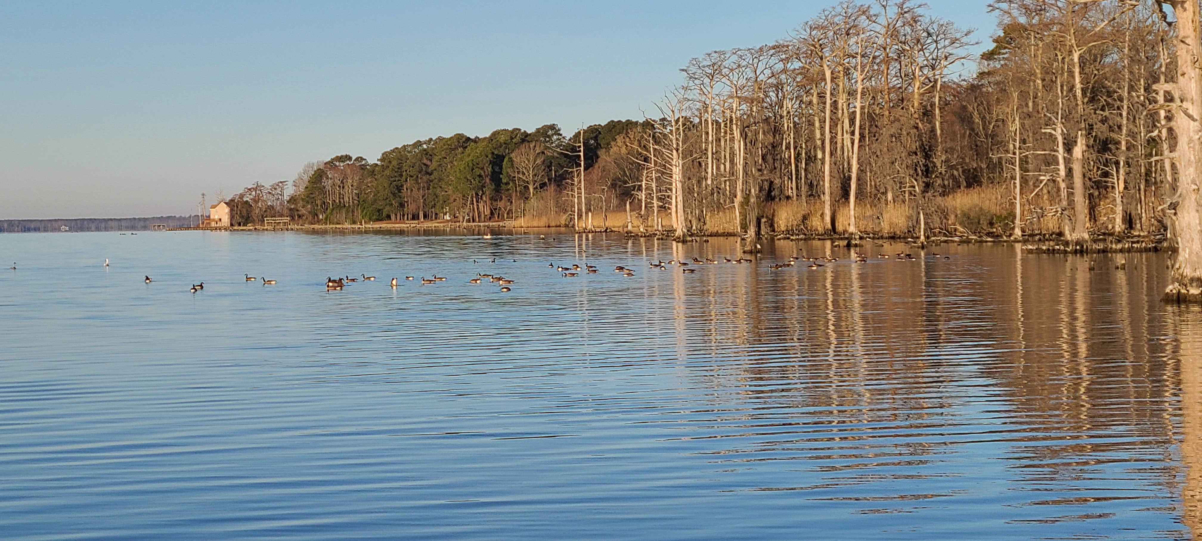 Camper-submitted photo at SLA near Creswell, NC