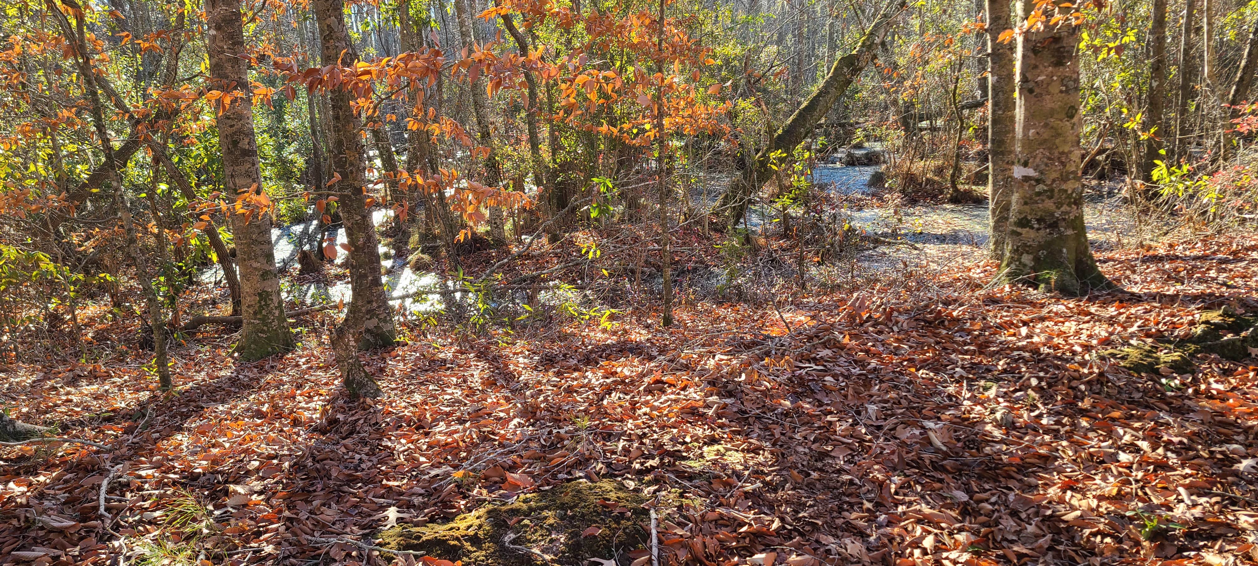 Camper-submitted photo at SLA near Creswell, NC