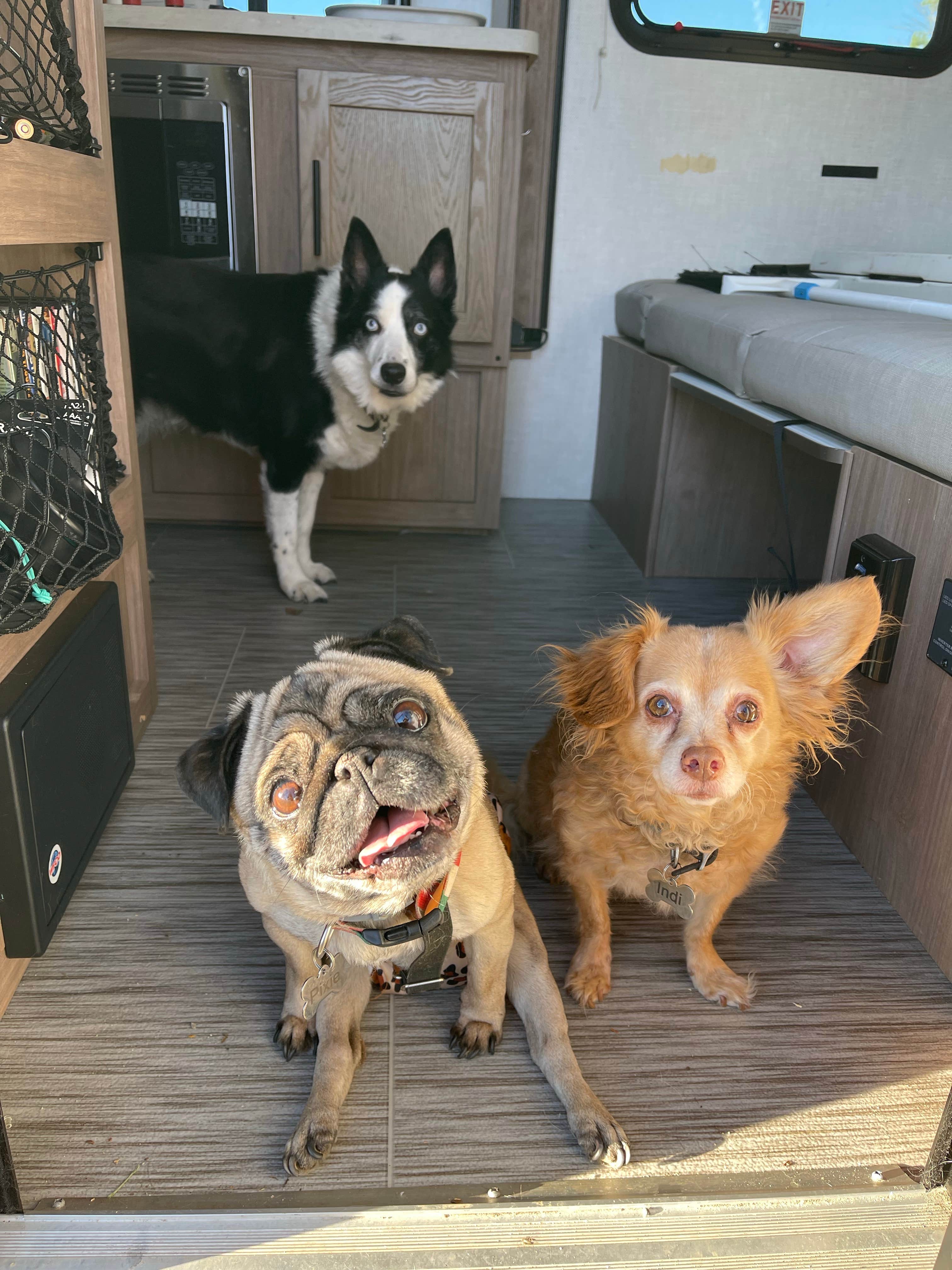 Jeff A.'s photo of camping with pets at Tifton RV Park I-75 near Fitzgerald, GA