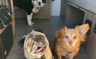 Jeff A.'s photo of camping with pets at Tifton RV Park I-75 near Lakeland, GA