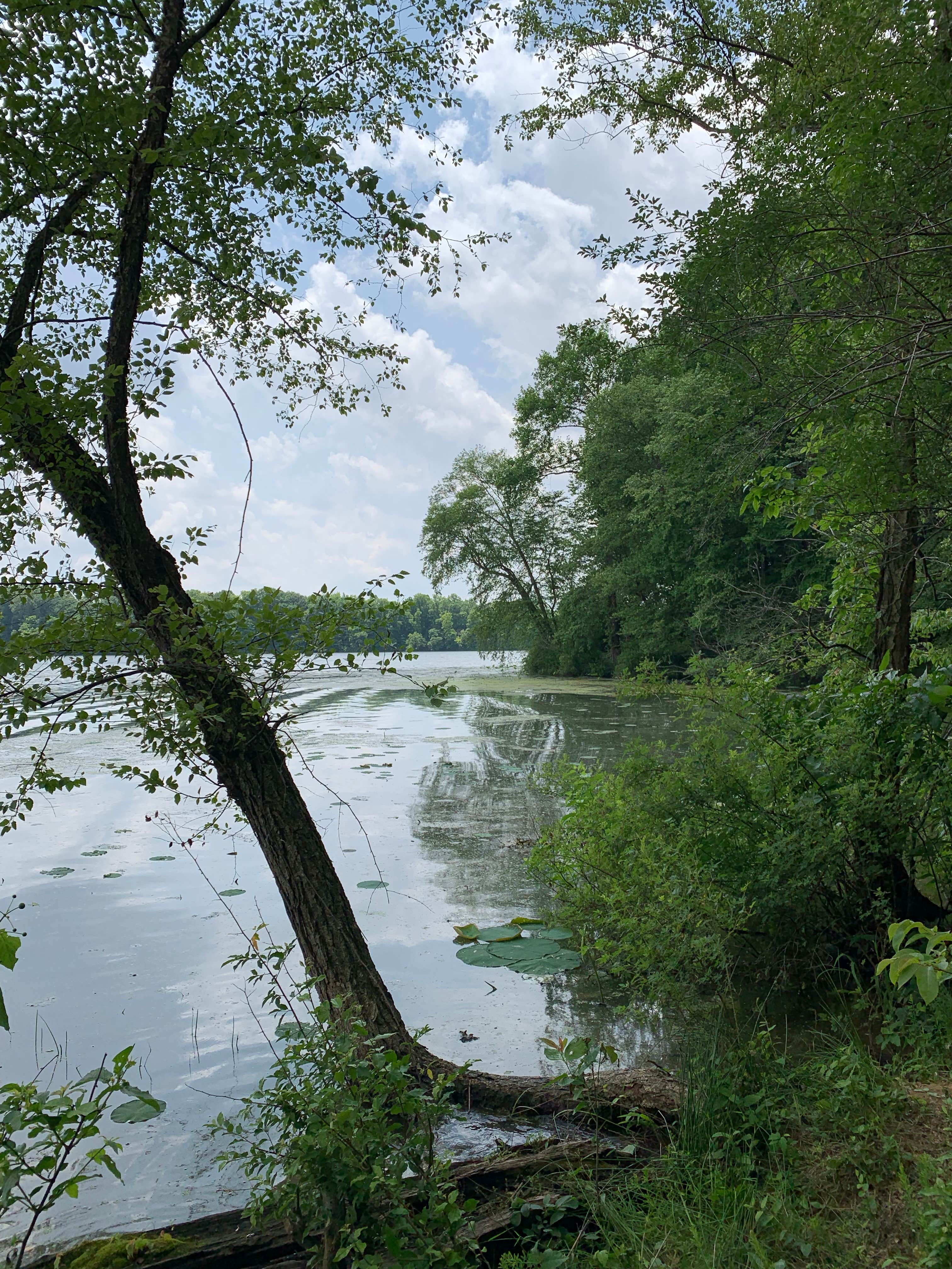 Camper submitted image from Glendale State Fish and Wildlife Area - 2