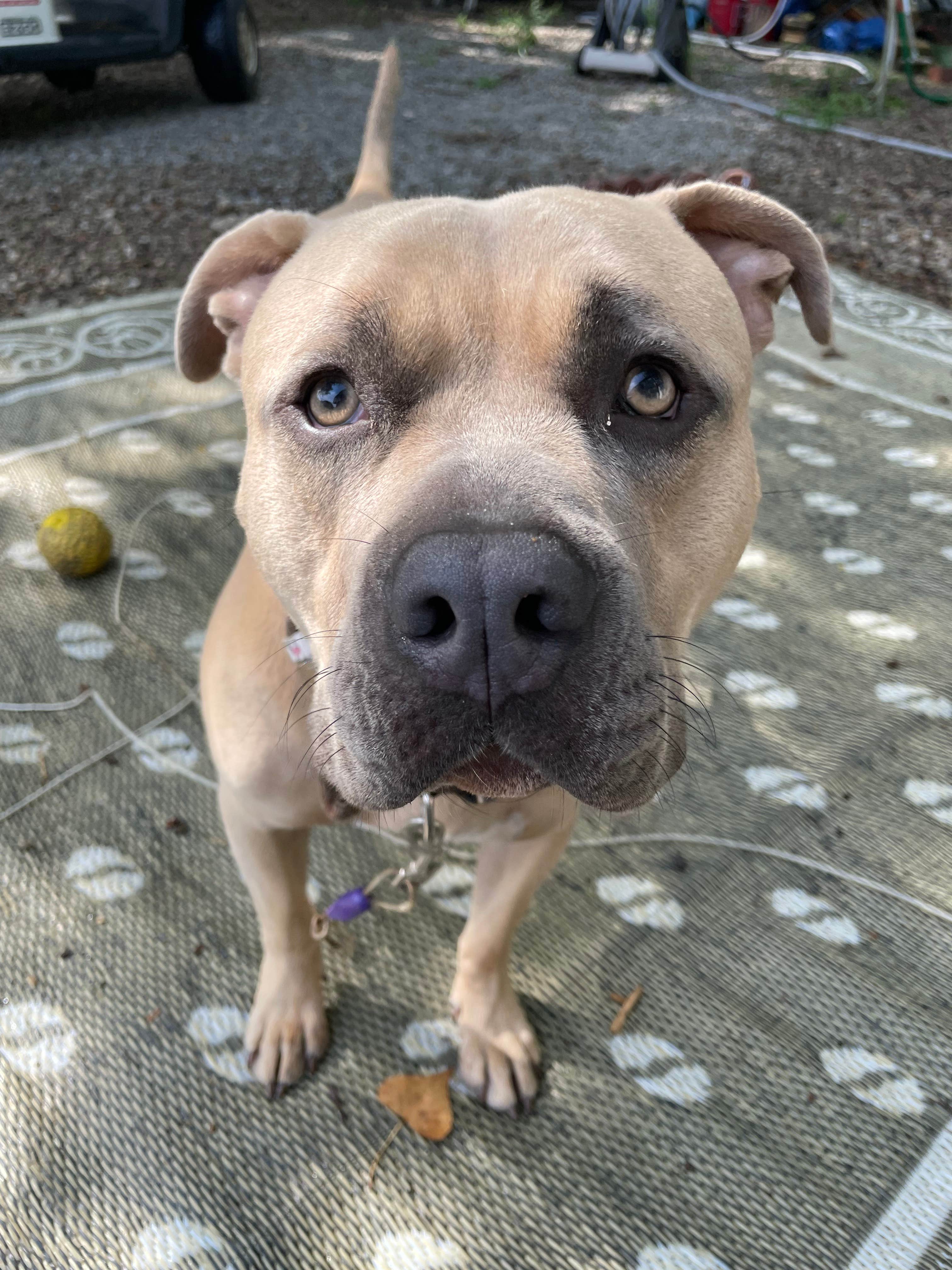 Angie C.'s photo of camping with pets at Elkhorn Shores near Louisville, NE