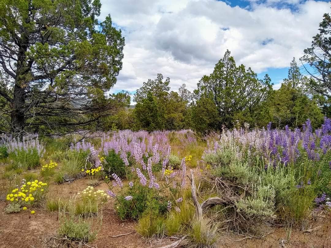 Camper-submitted photo at Aurora Outfitters NW near Ochoco National Forest and Crooked River National Grassland