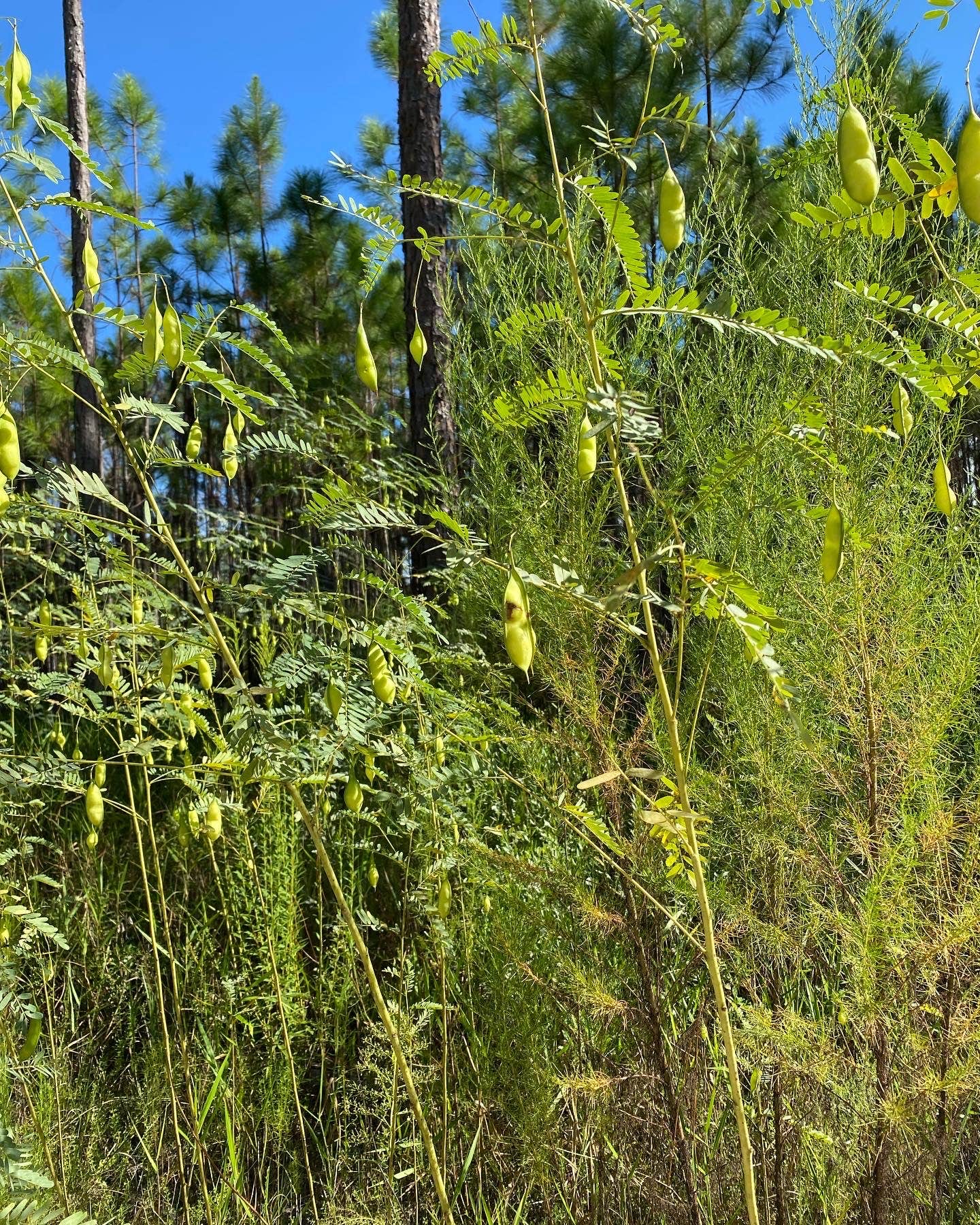 Camper-submitted photo at Lake Eaton Campground near Ocala National Forest