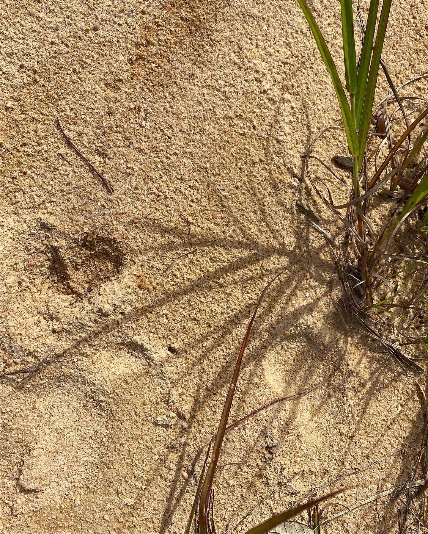 Camper-submitted photo at Lake Eaton Campground near Ocala National Forest