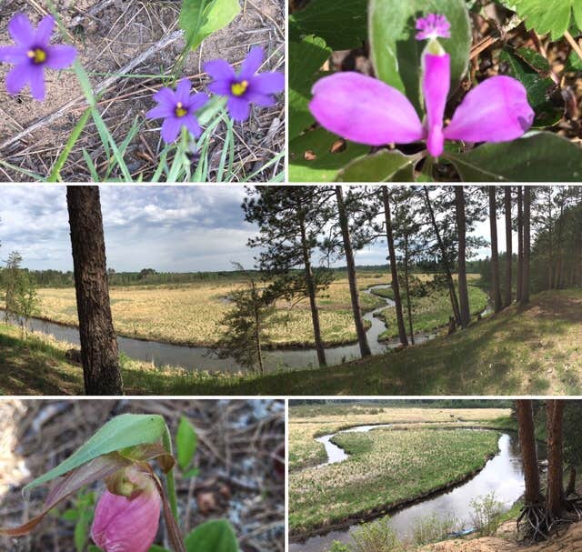 Camper-submitted photo at Mississippi High Banks Primitive Group Campground near Cass Lake, MN