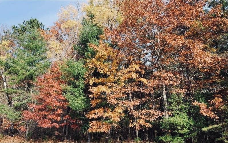 Camping near Schoen Park — Saint Croix National Scenic Riverway: North View Campground, Gordon, Wisconsin